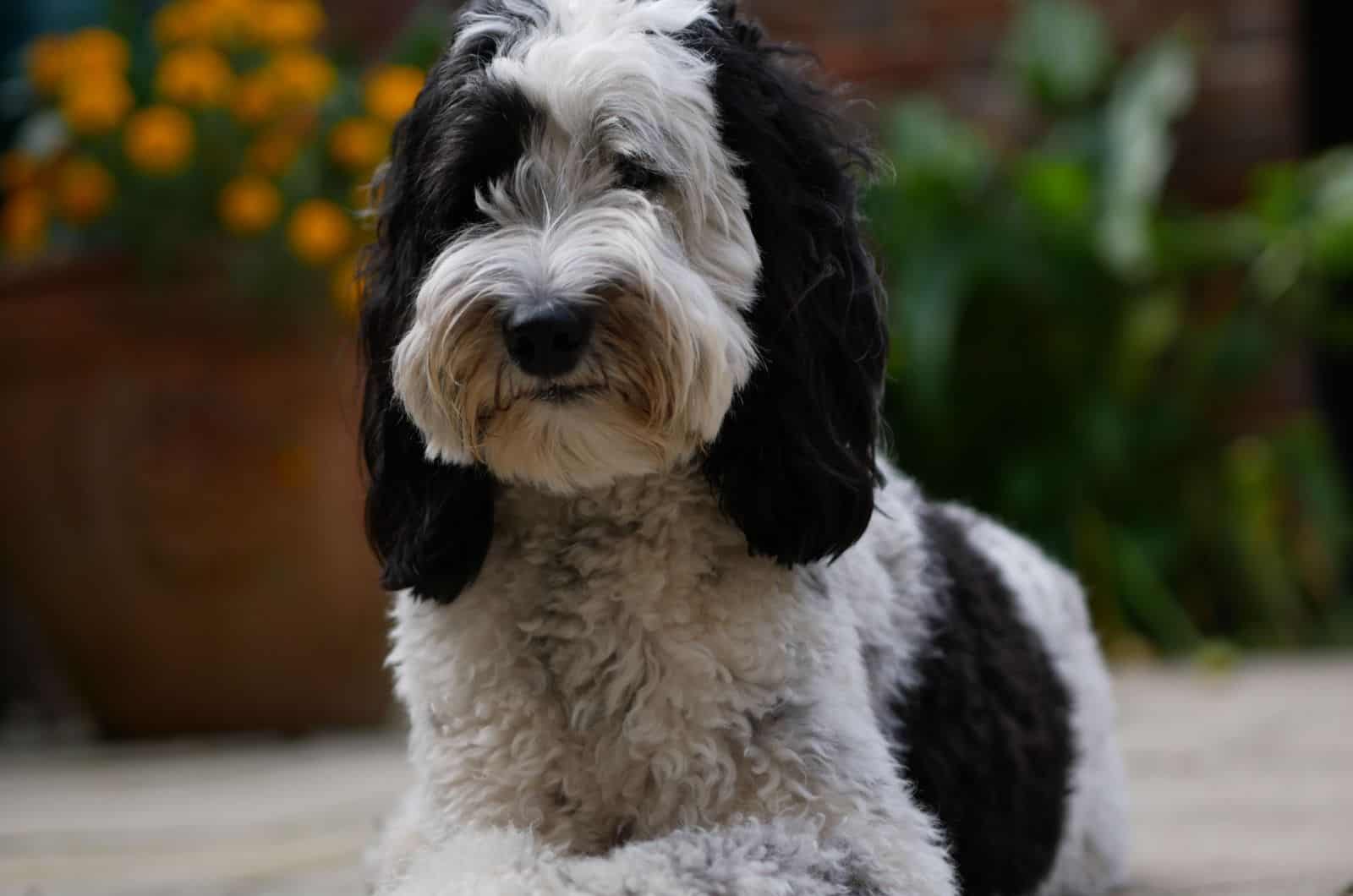 labradoodle parti acostado en el suelo