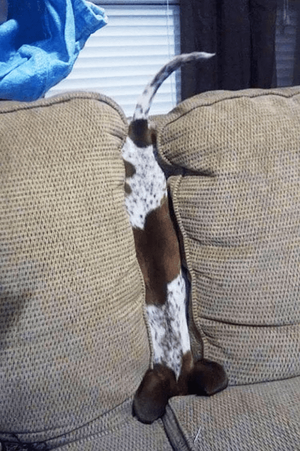 Perro buscando el control remoto