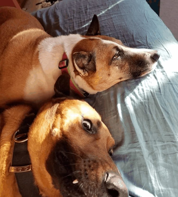 Perro abrazando a otro perro
