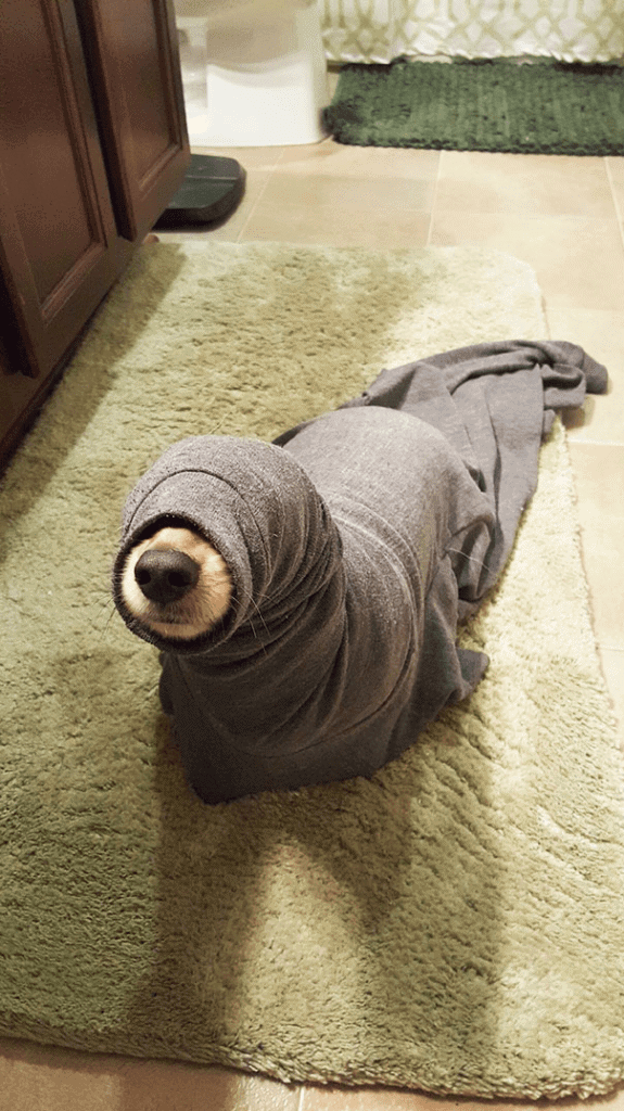 Perro con un calcetín en la cabeza