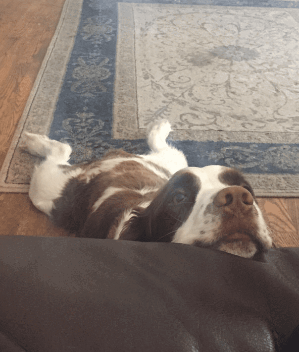 Perro interesado escuchando