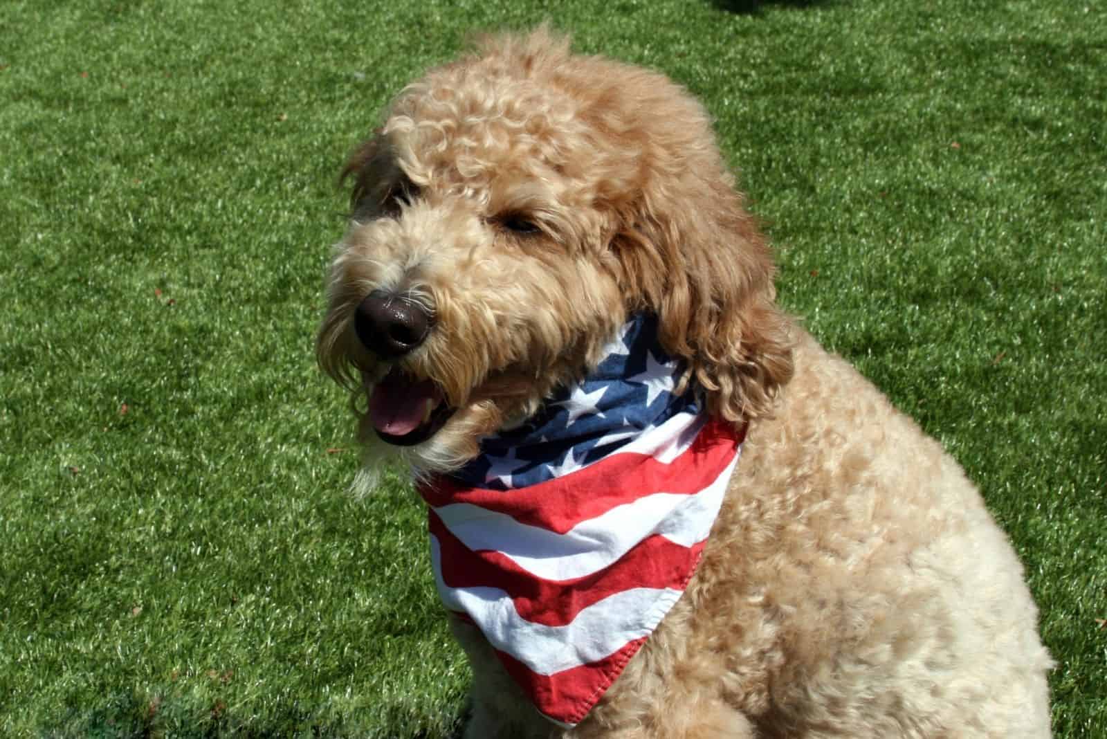 perro goldendoodle patriótico con una bandera de los EE.UU alrededor de su cuello