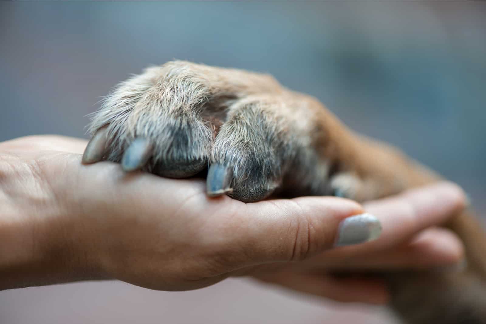 pata en mano humana
