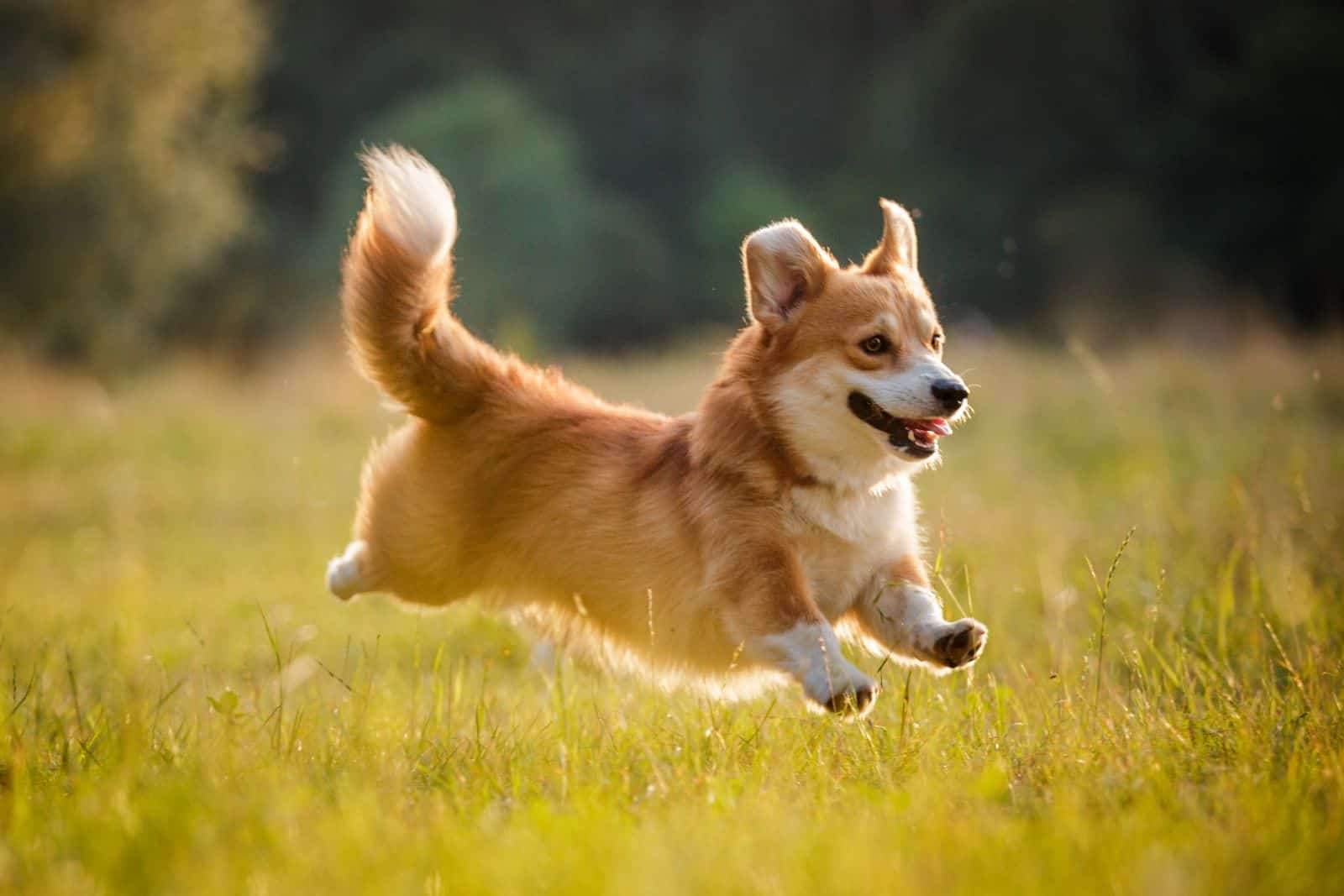 pembroke welsh corgi