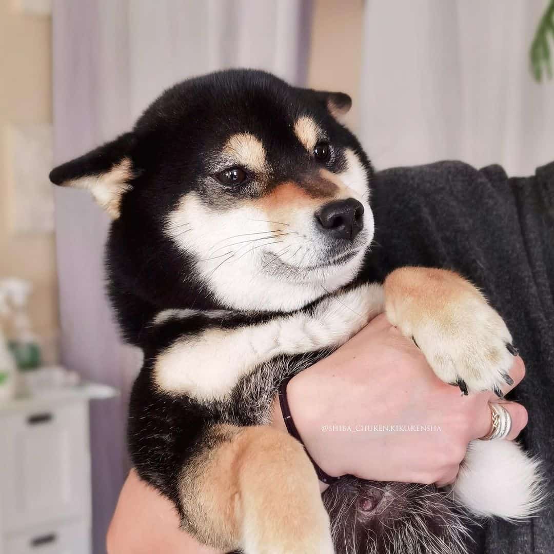persona sosteniendo un cachorro shiba inu negro