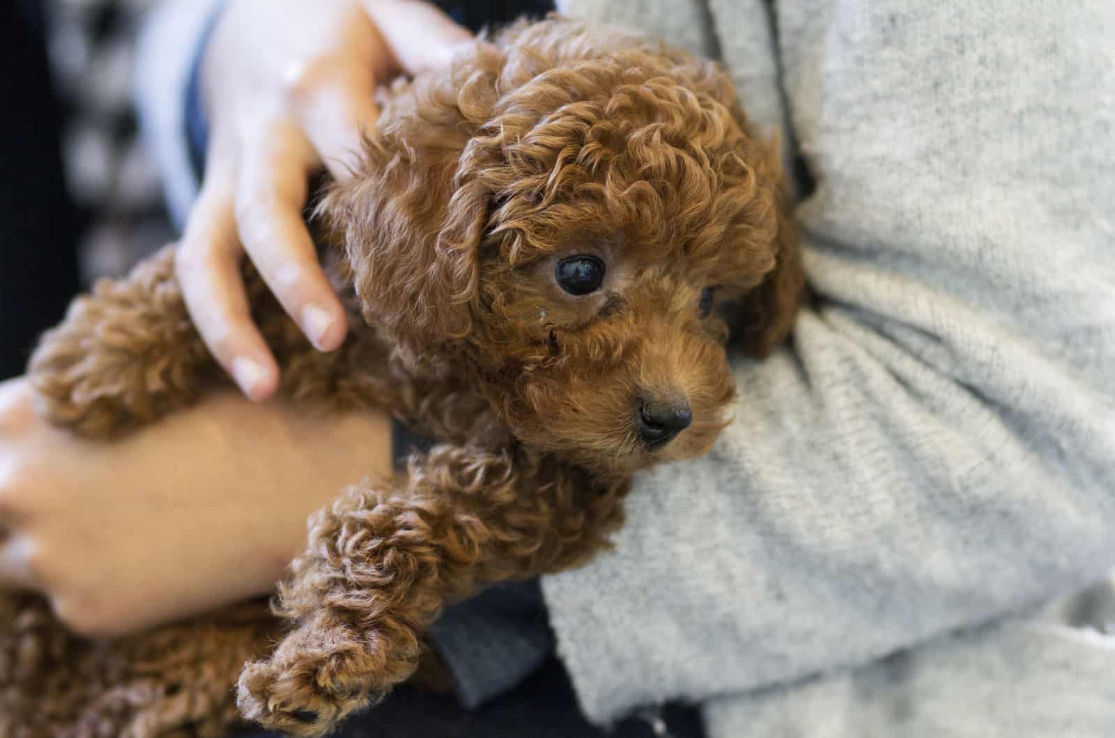 persona sosteniendo un caniche toy