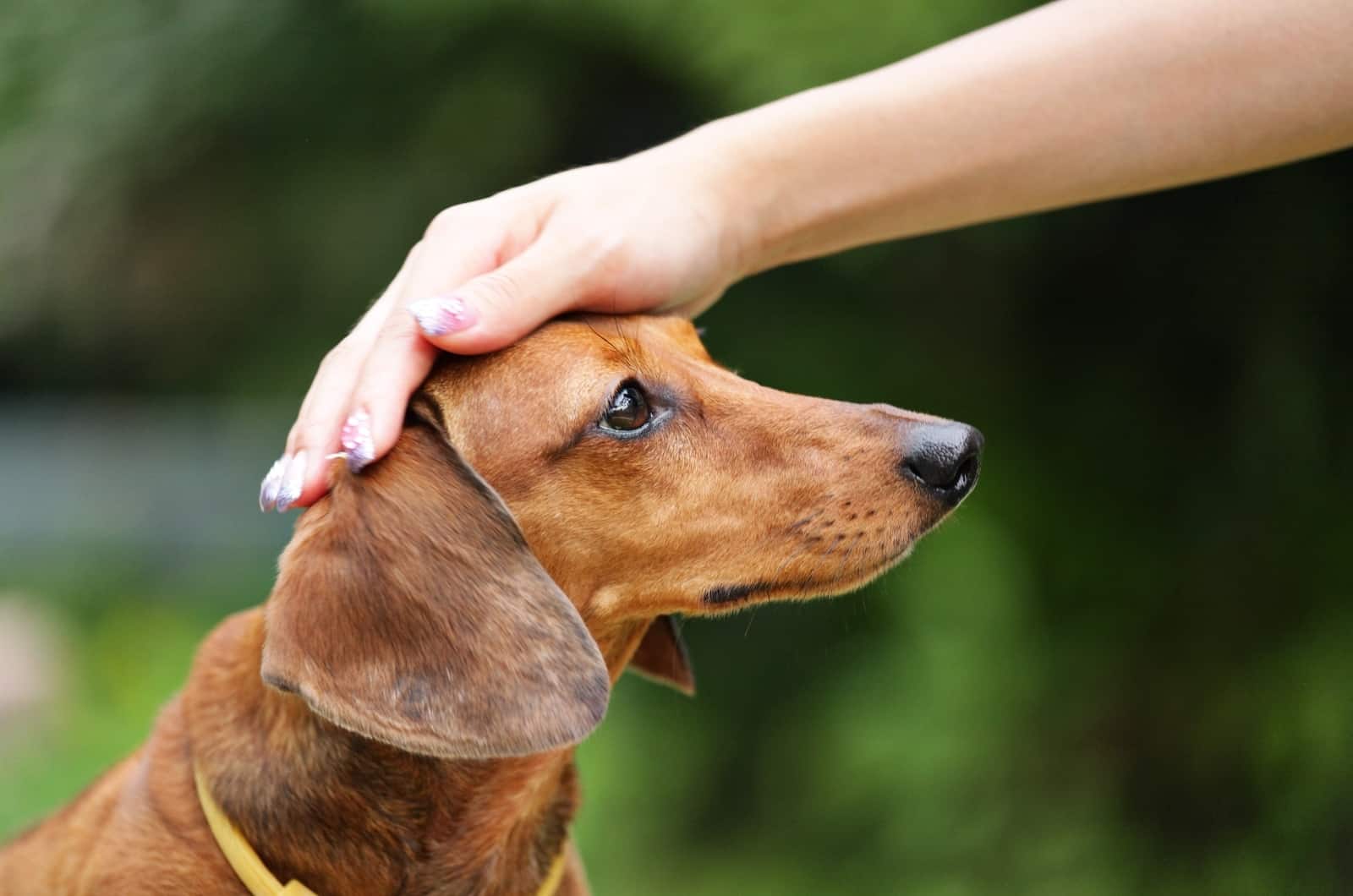 acariciando a un Dachshund