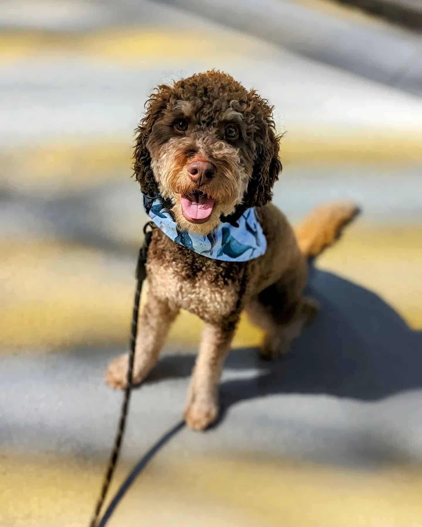 labradoodle fantasma en un paseo