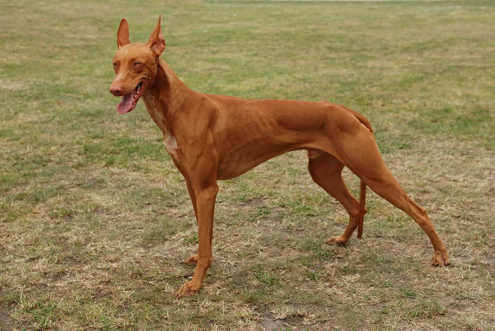 perro sabueso del faraón de pie en el césped