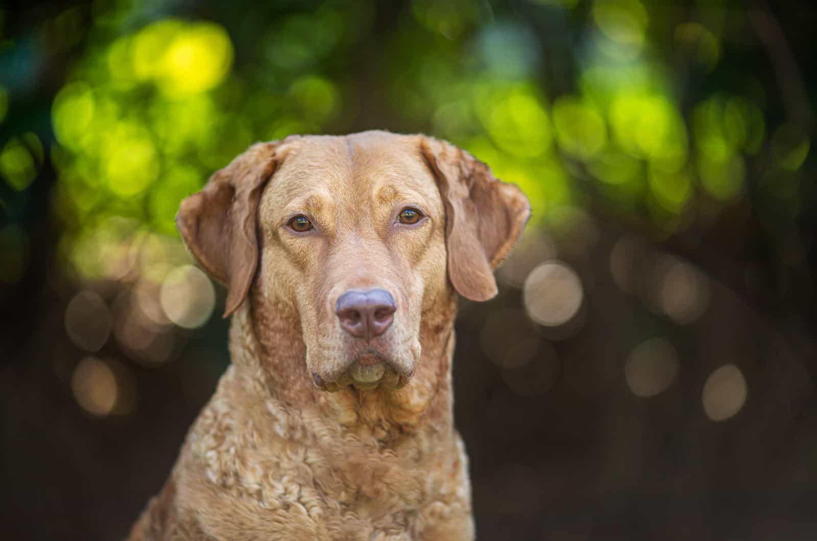 Foto de un Chesapeake Bay Retriever