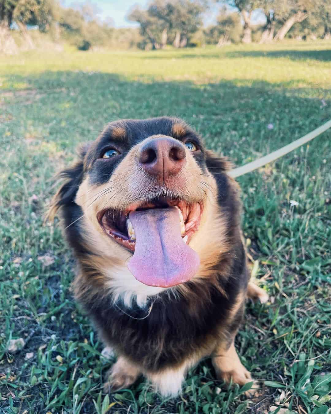 foto de un perro feliz que disfruta de la libertad