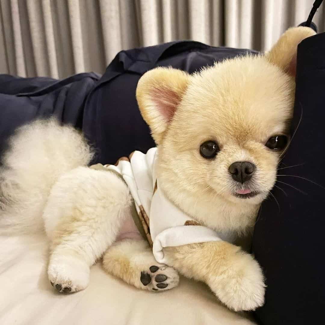 foto de un adorable perro pomerania