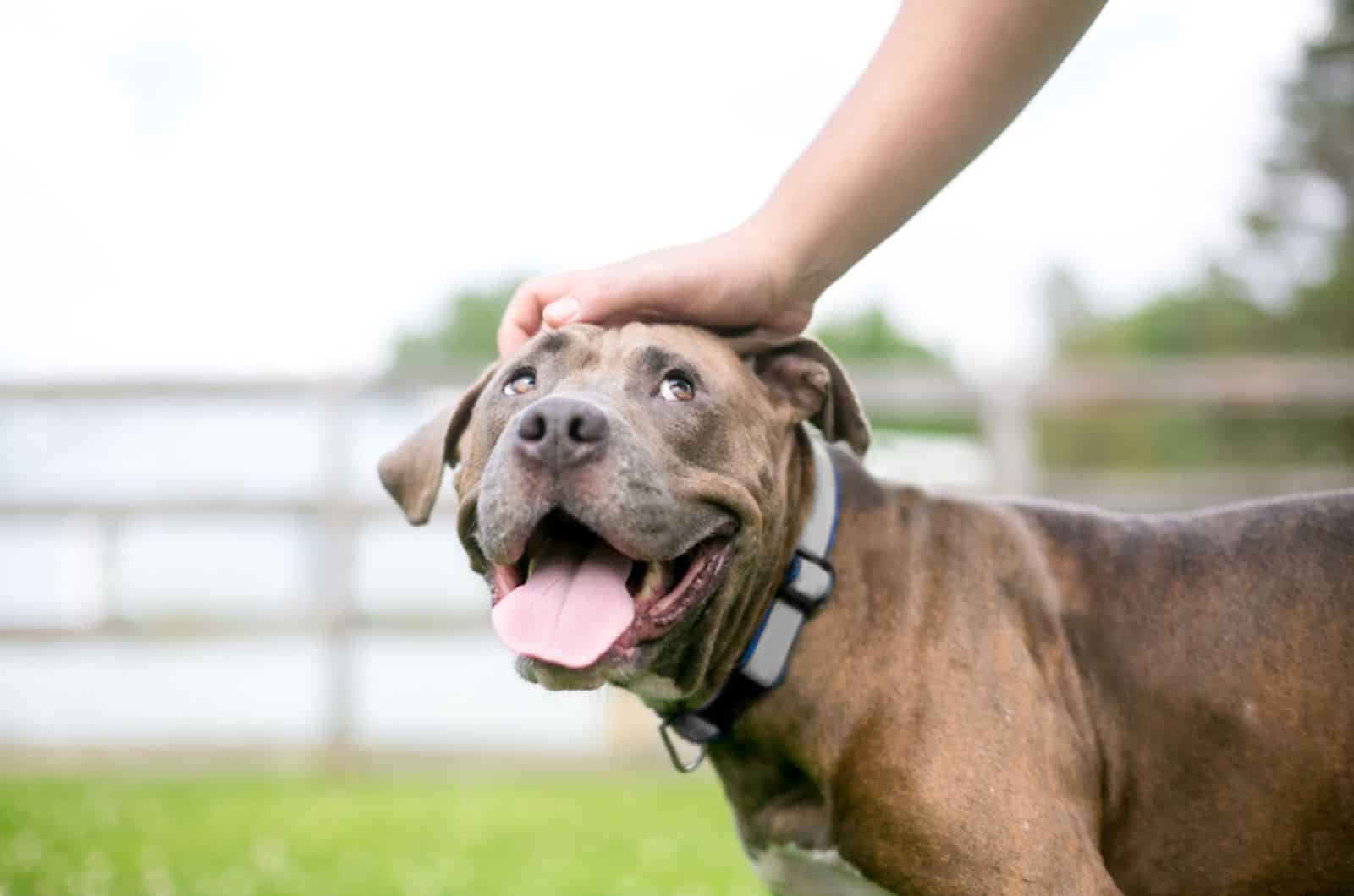 perro pit bull al aire libre