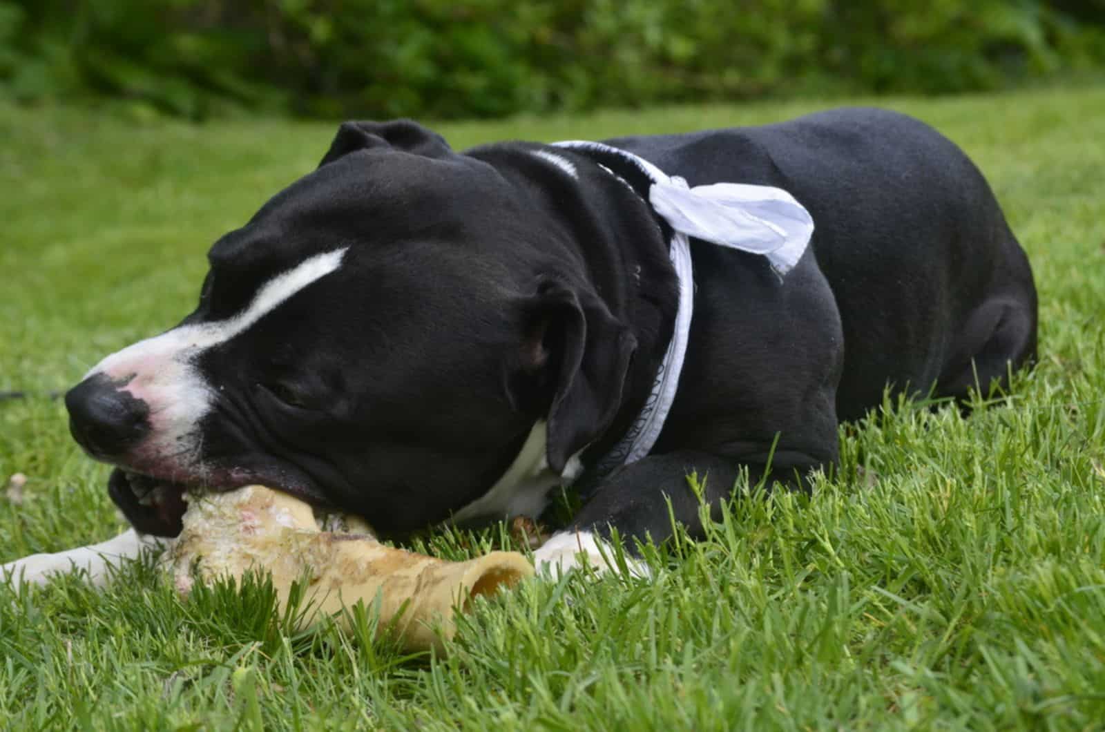 pit bull terrier masticando un hueso en el patio