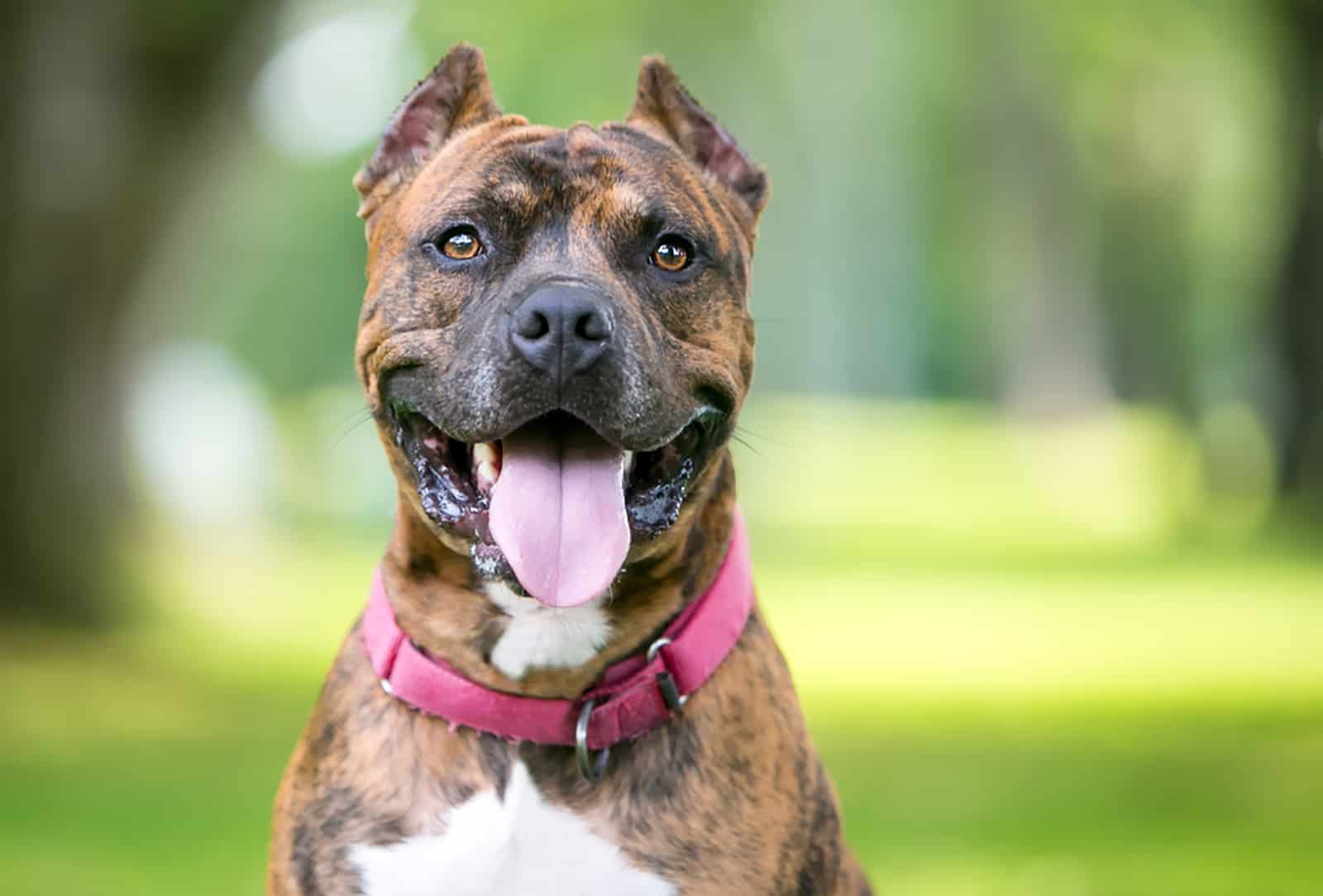 perro pit bull terrier de raza mixta con orejas cortadas