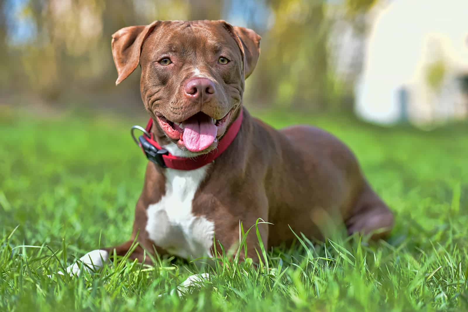 perro pit bull tumbado en la hierba