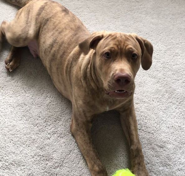 perro cane pitbull jugando con una pelota