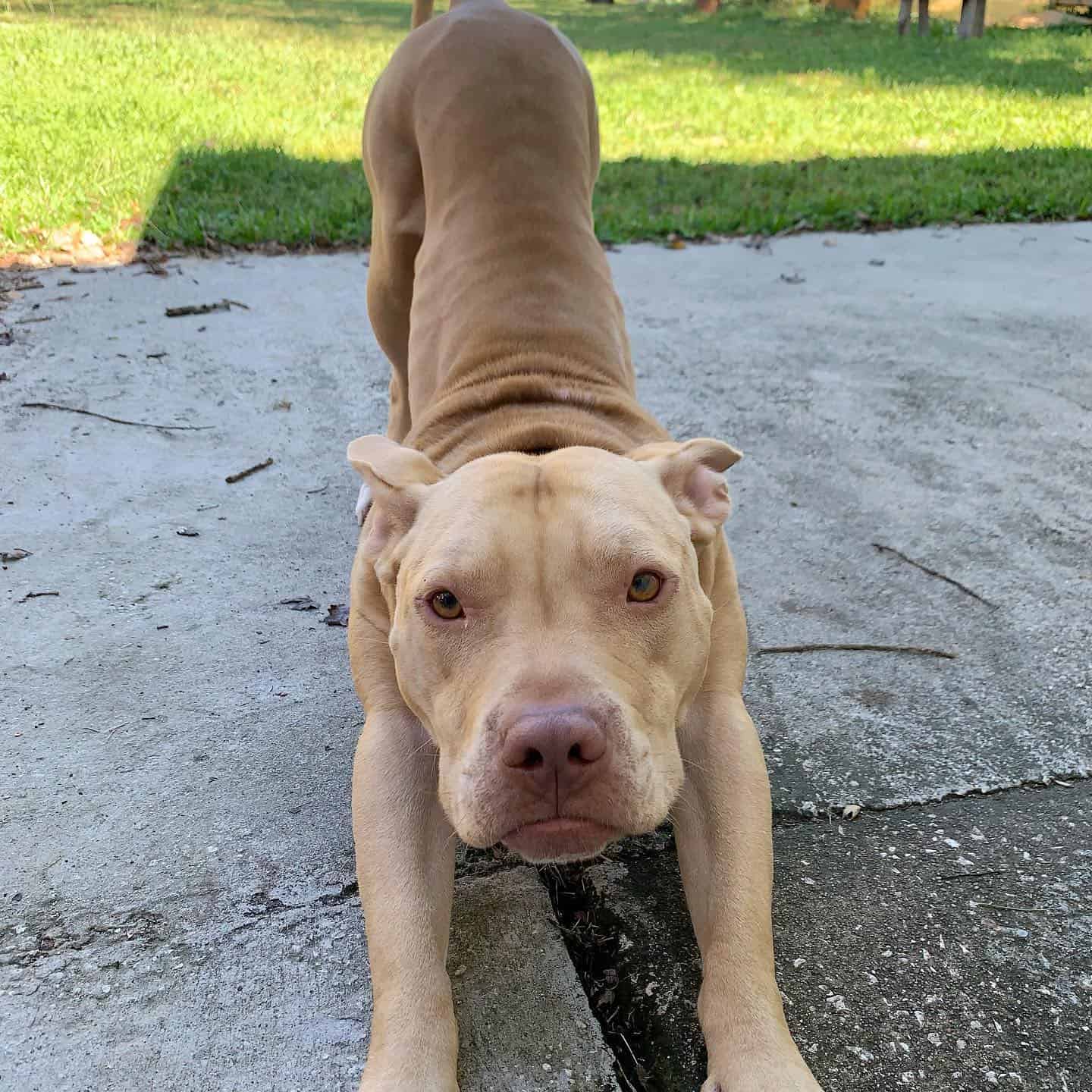 perro pit pei estirándose al aire libre