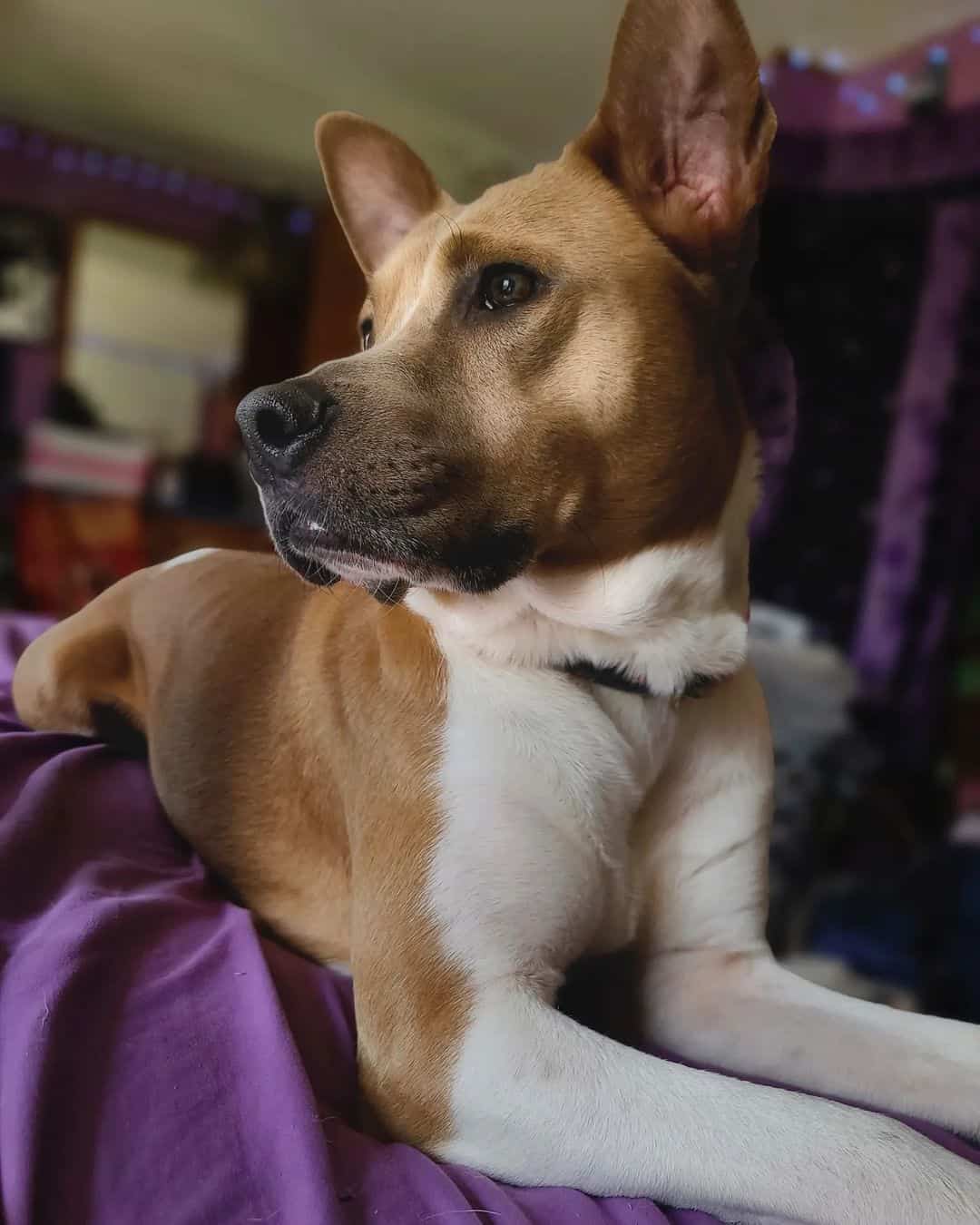 perro mezcla pitbull akita