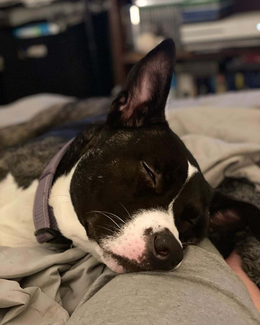 mezcla de pitbull akita durmiendo