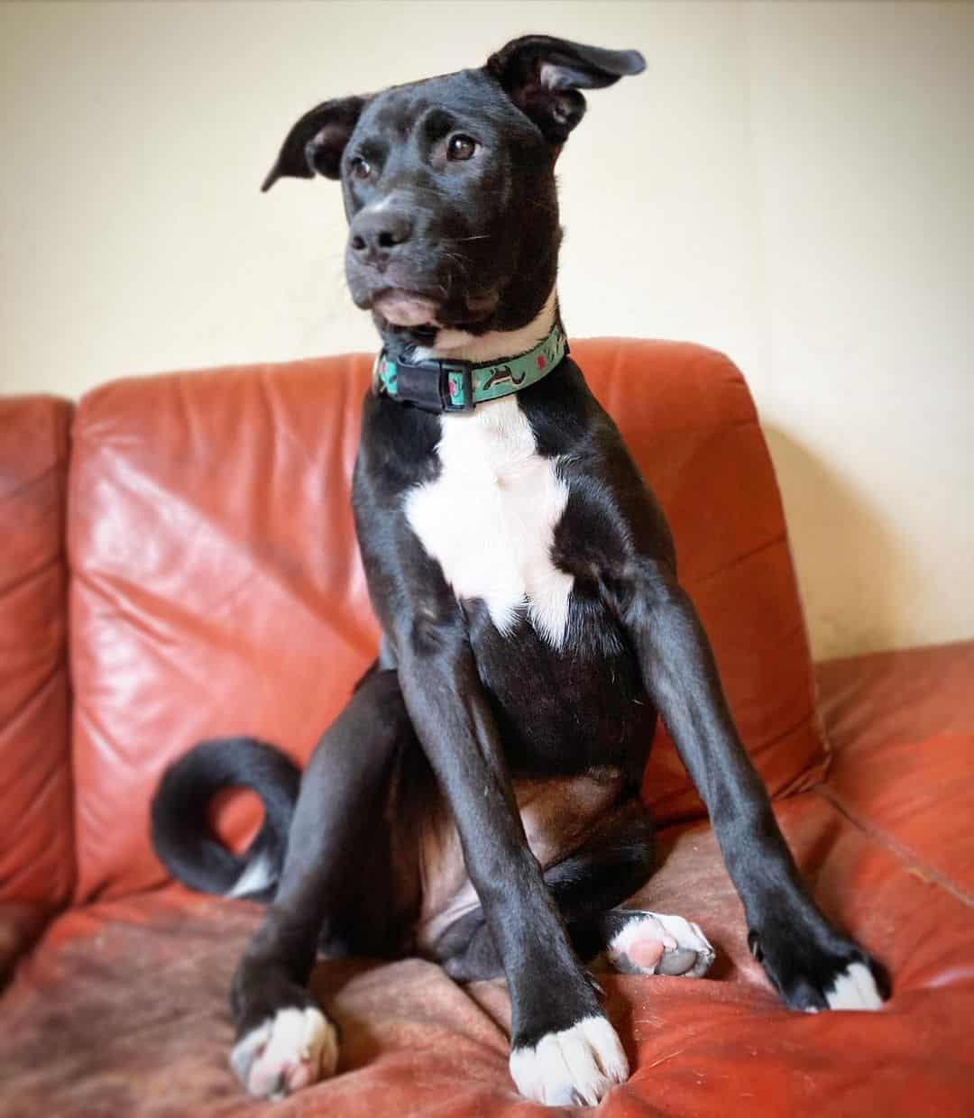 mezcla de pitbull akita