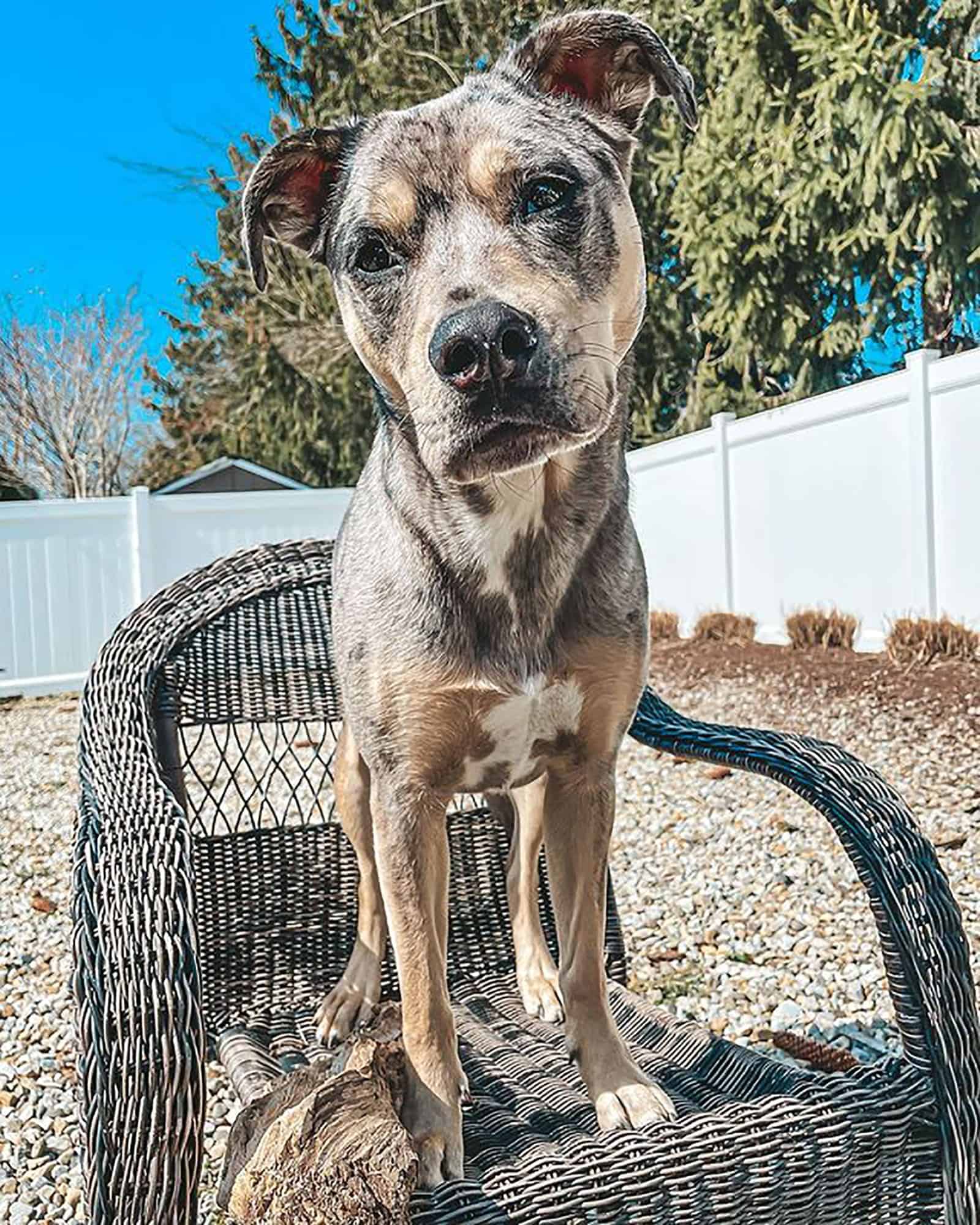perro pastor australiano pitbull sentado en la silla en el jardín