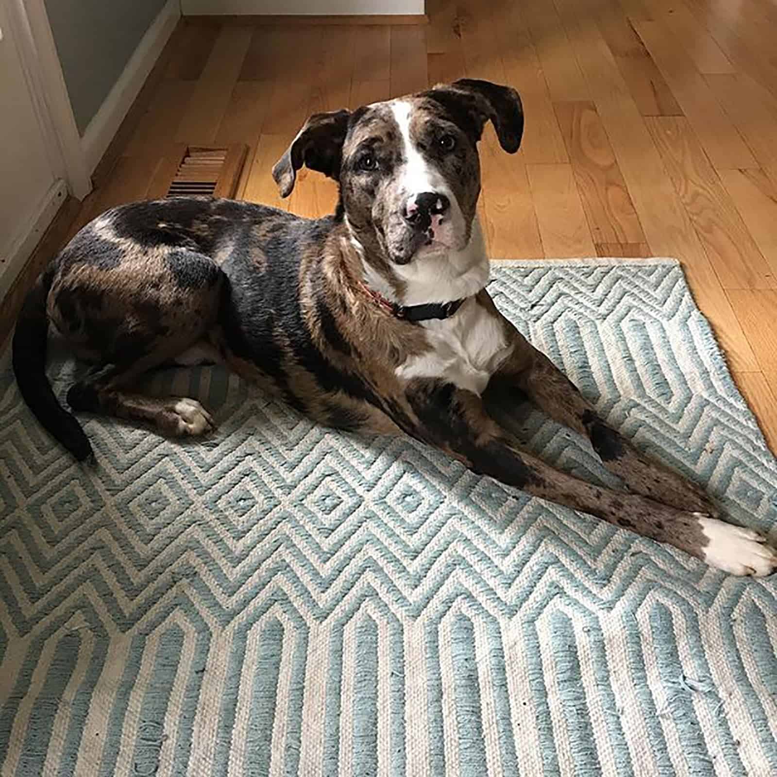 perro pastor australiano pitbull acostado en la alfombra