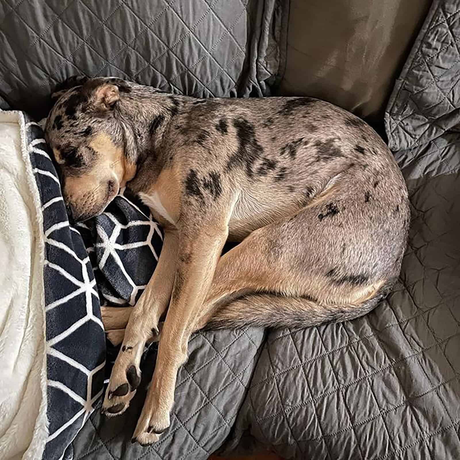 pitbull pastor australiano durmiendo en el sofá
