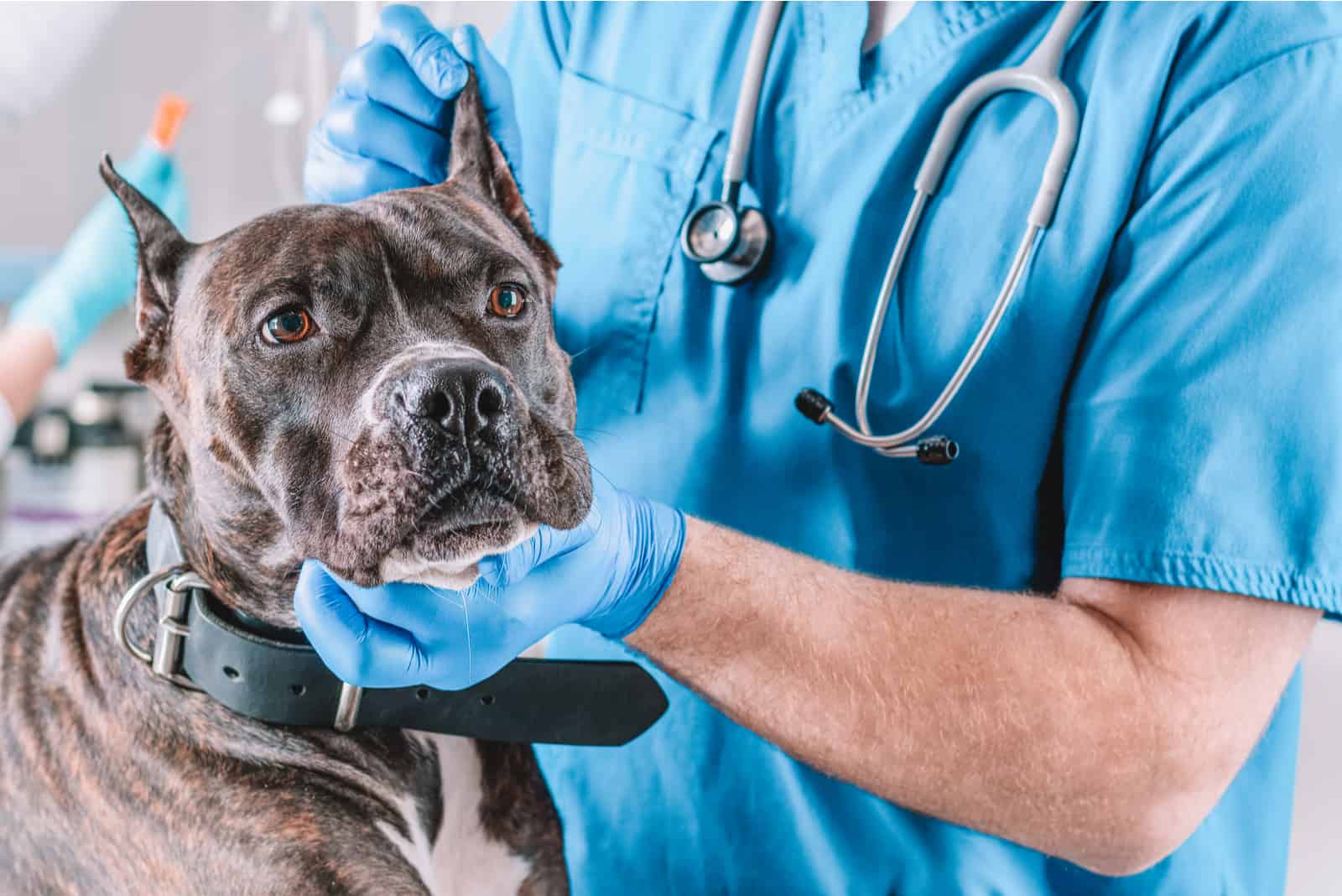 perro pitbull siendo examinado en la clínica