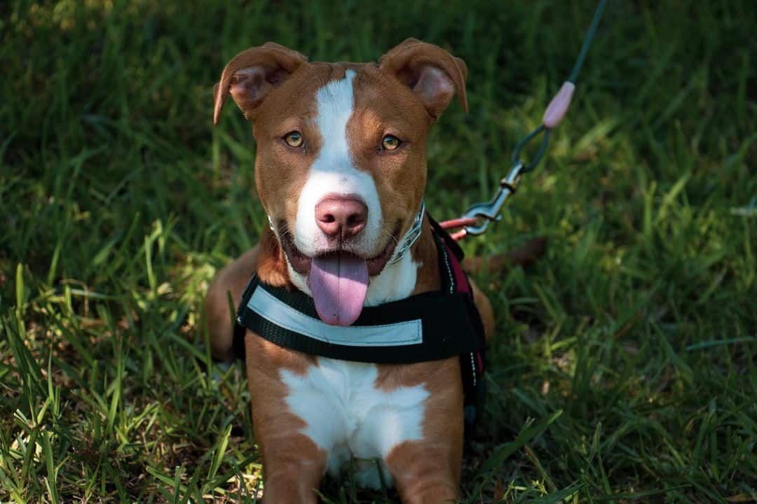 perro pitbull al aire libre en césped verde