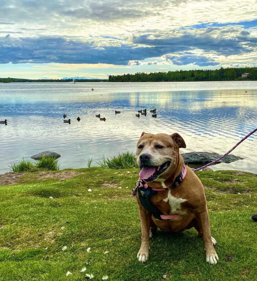 perro pitbull sentado junto al lago