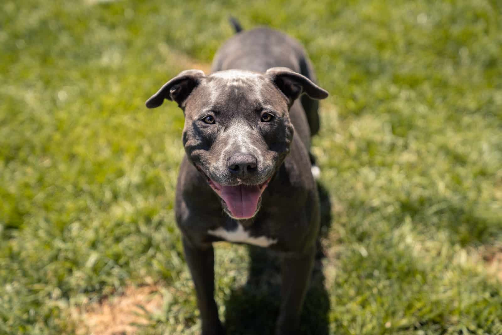 perro pitbull de pie en el césped verde