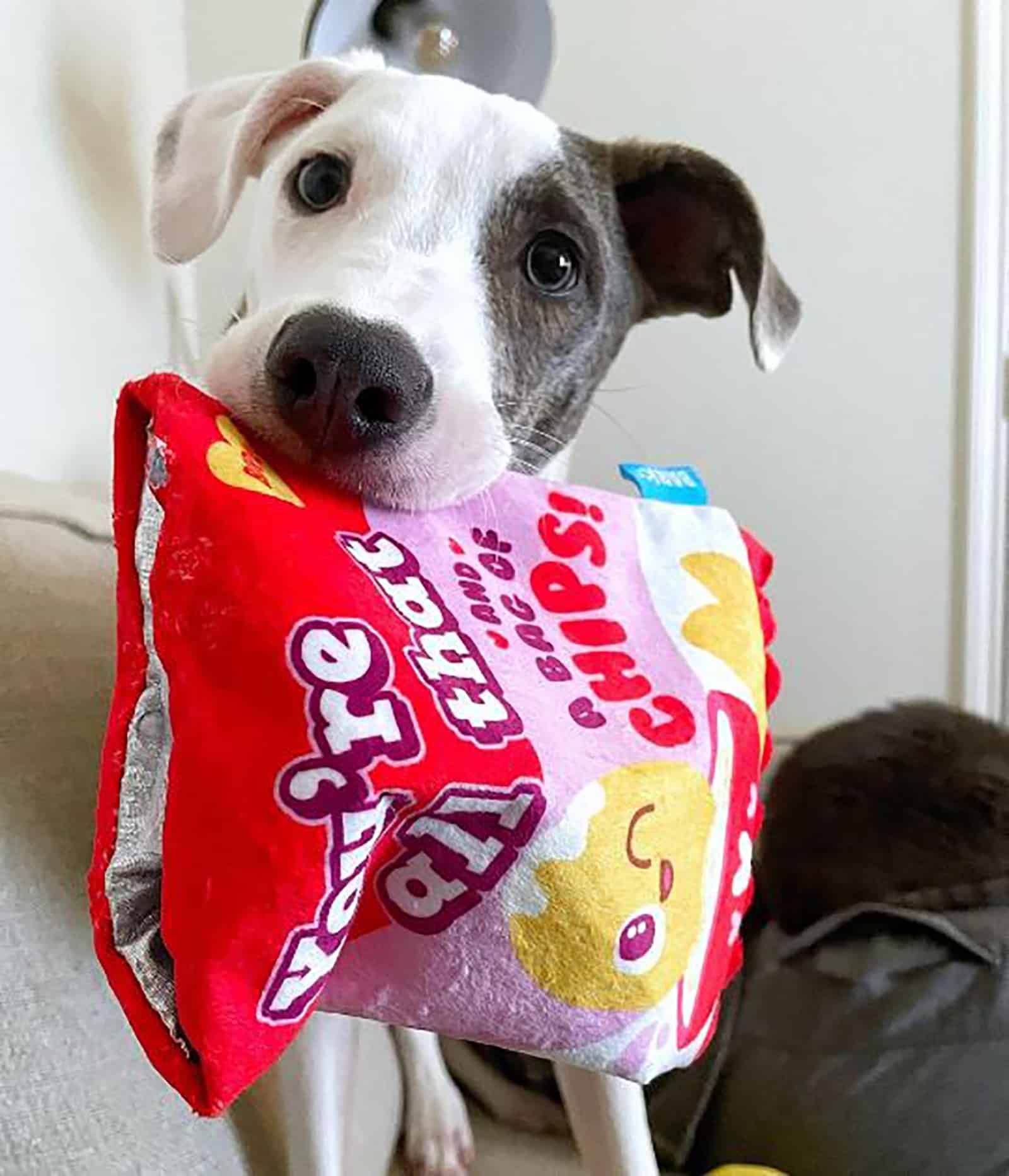 cachorro pitbull greyhound con bolsa de papas fritas