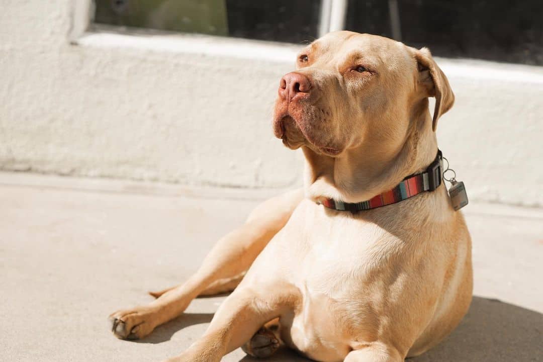 mezcla de pitbull y labrador