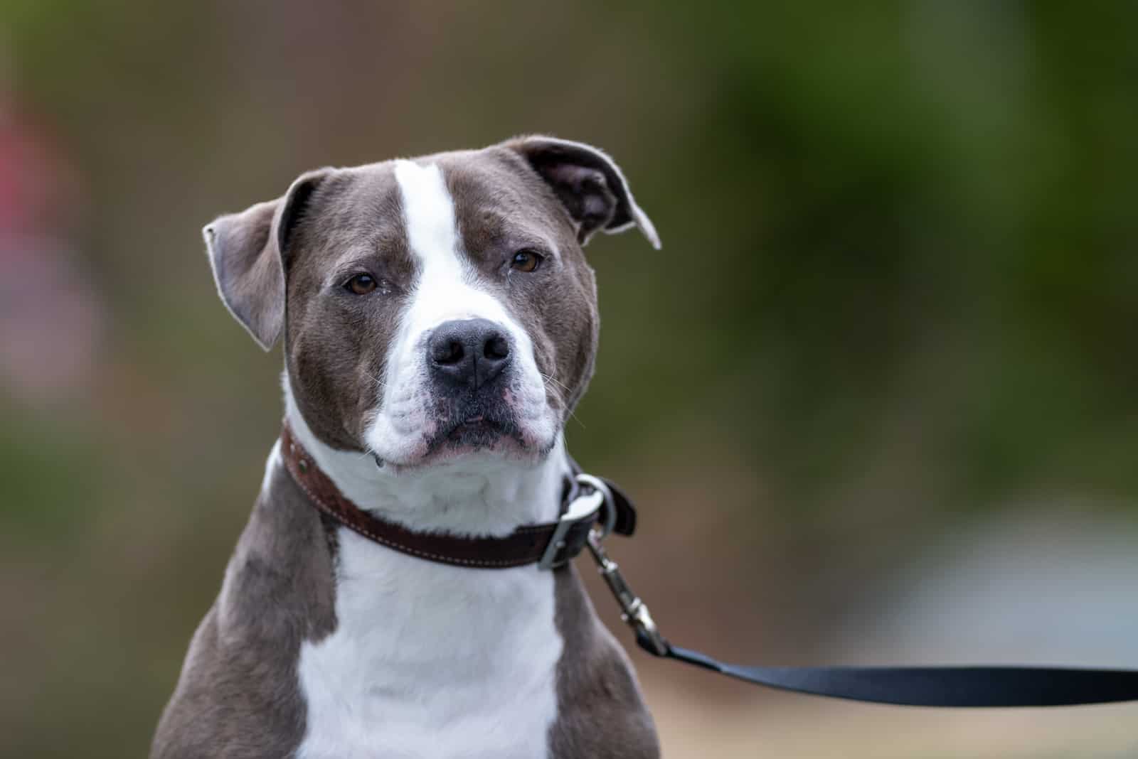 american pitbull terrier marrón