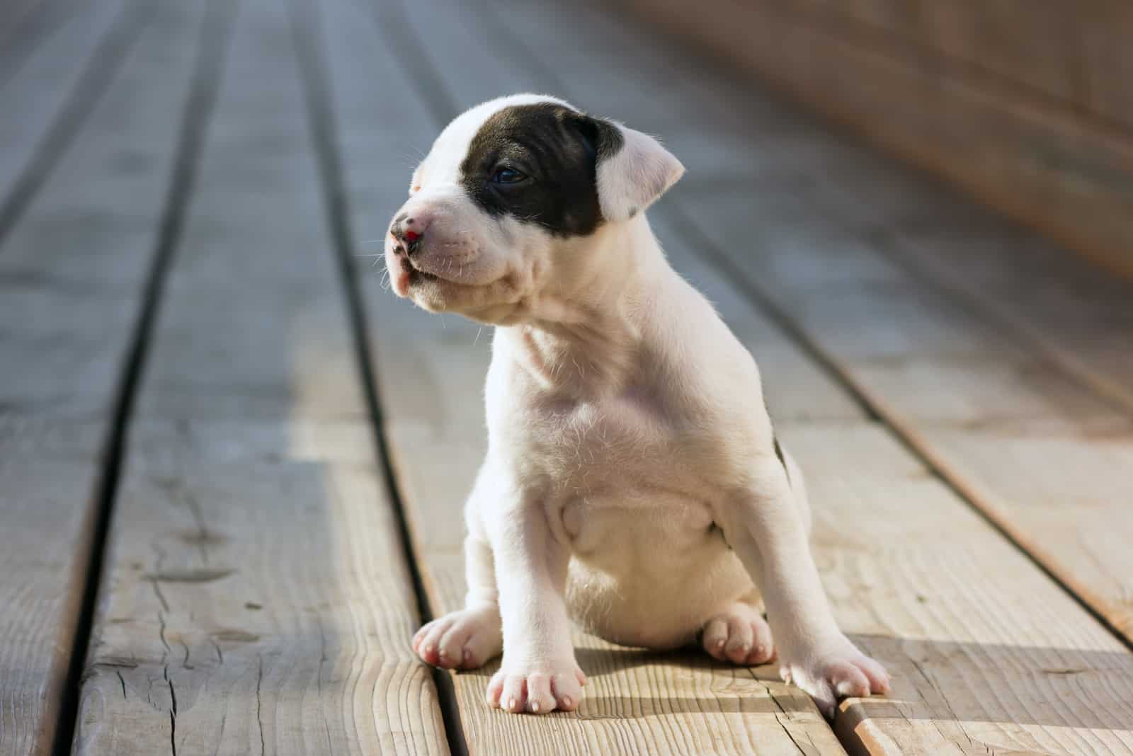 cachorro pitbull