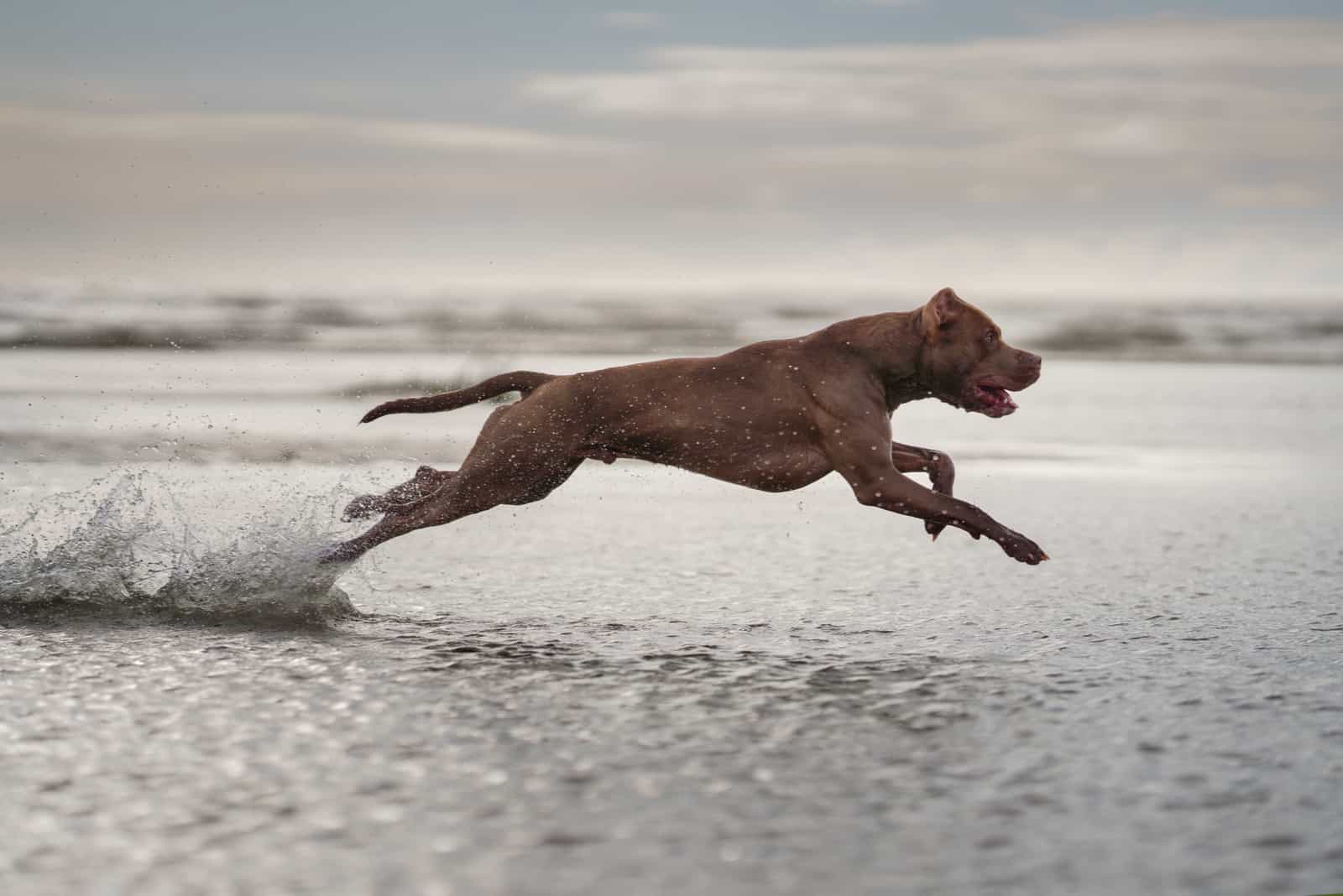 pitbull corriendo