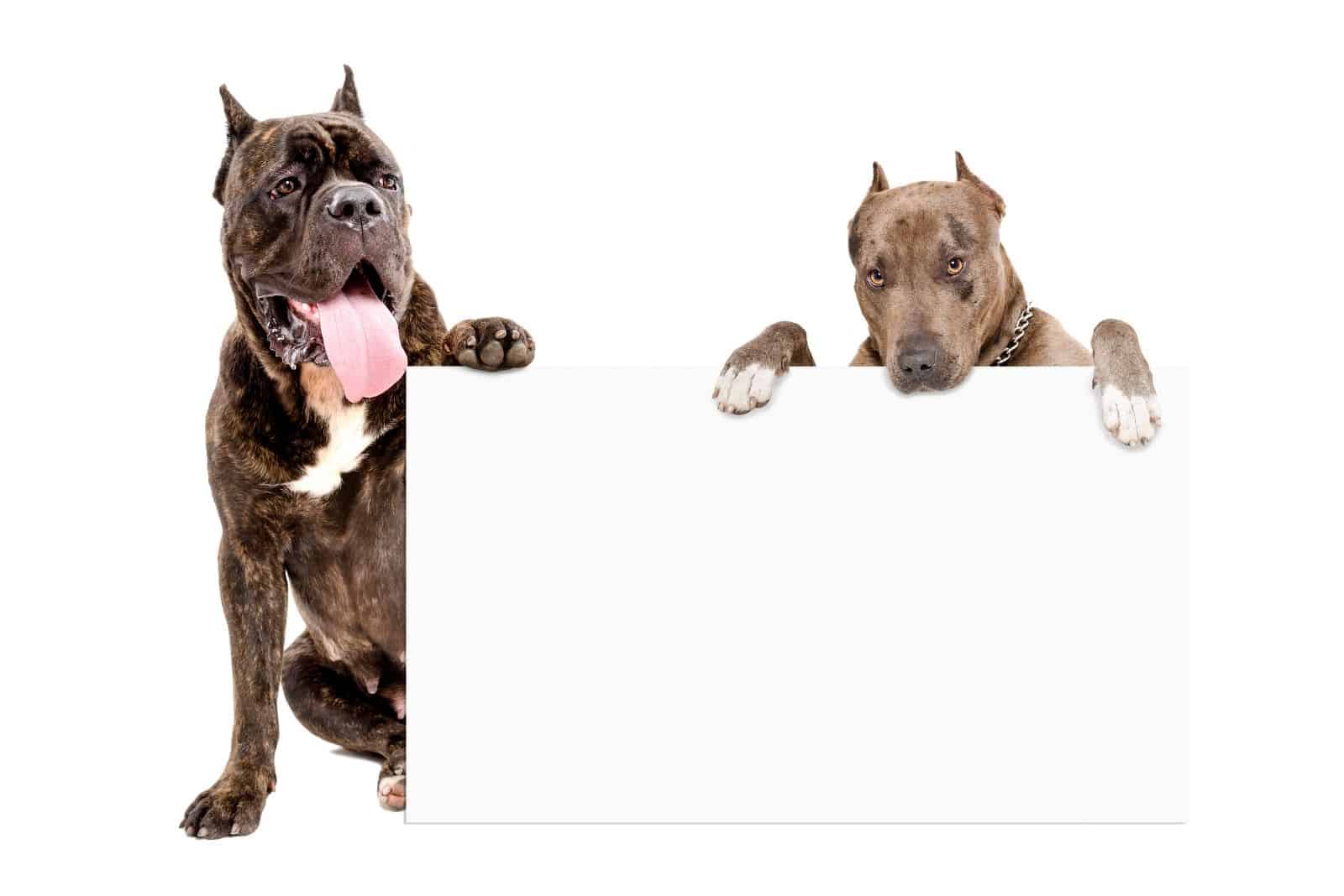 pitbull terrier y cane corso con una pizarra blanca