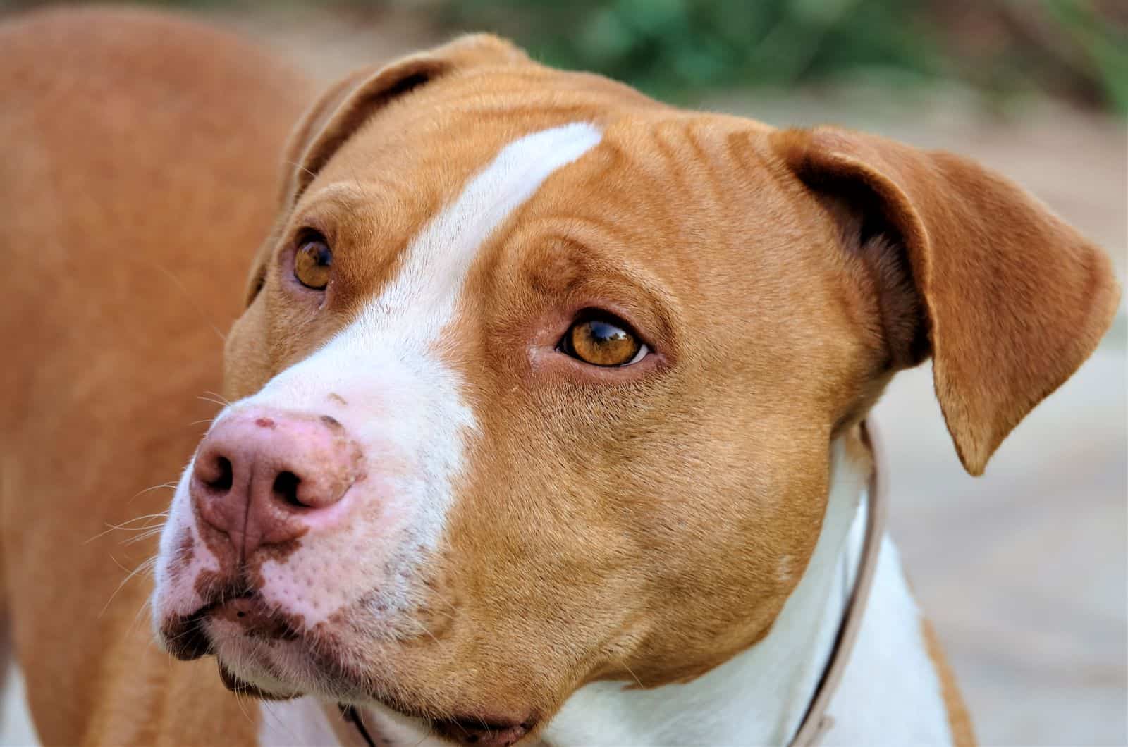 pitbull con una nariz rosa