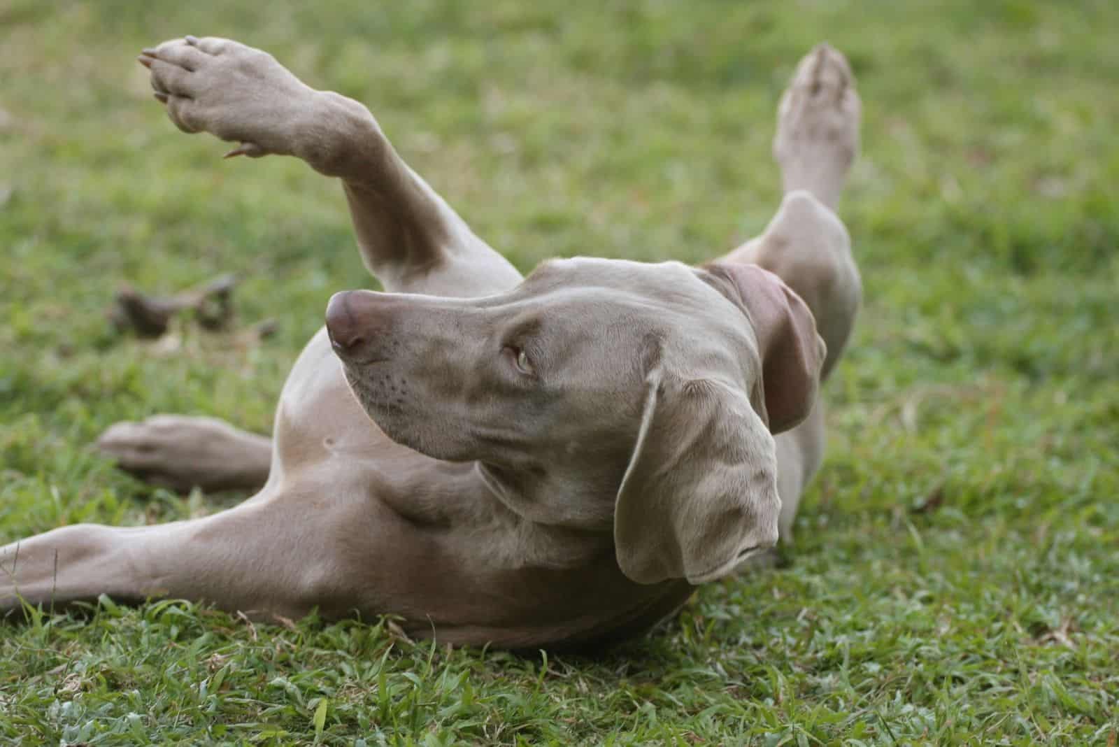 jugando mestizo de weimaraner y pitbull tumbado en el suelo