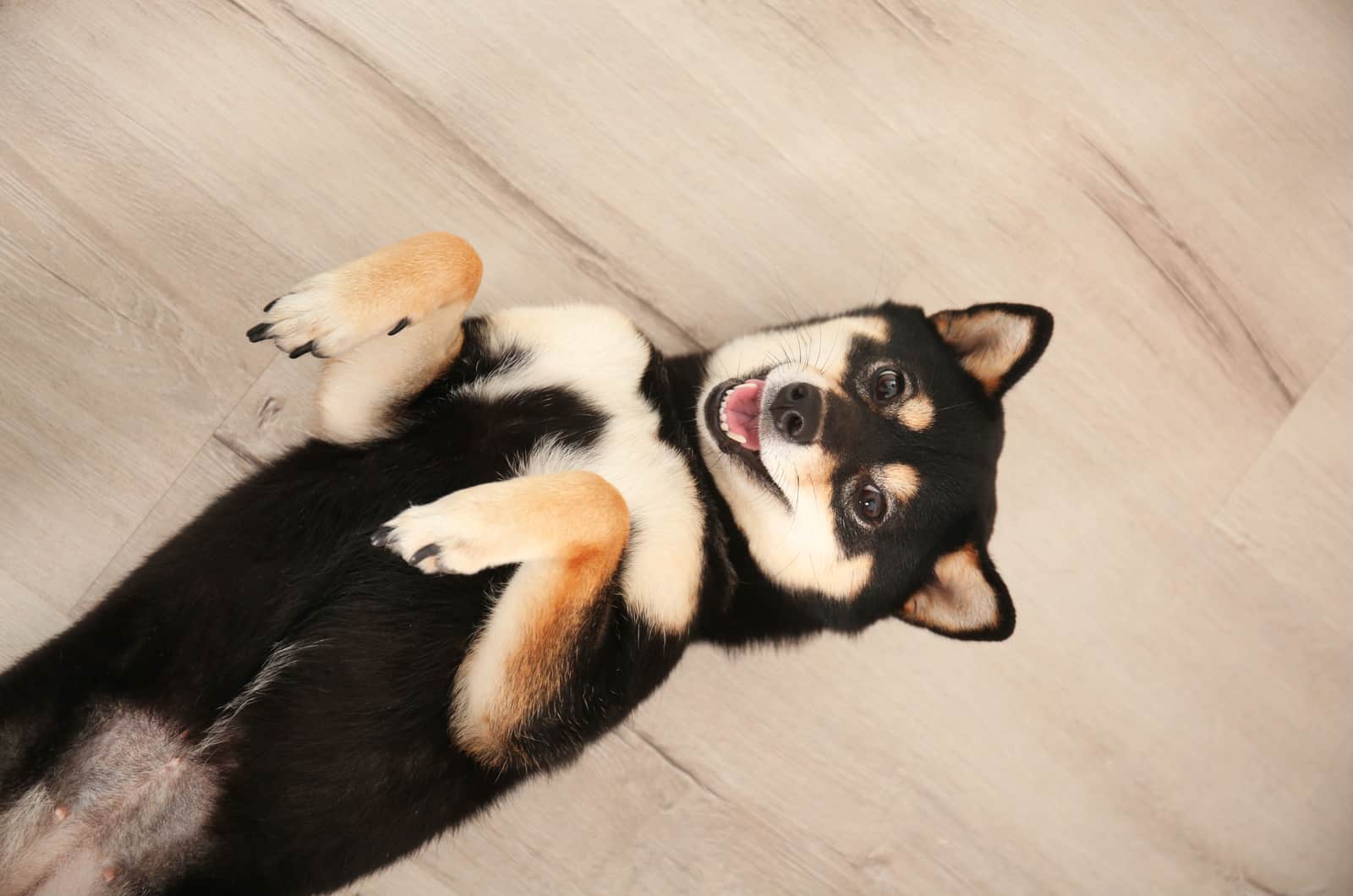 cachorro shiba inu negro y juguetón