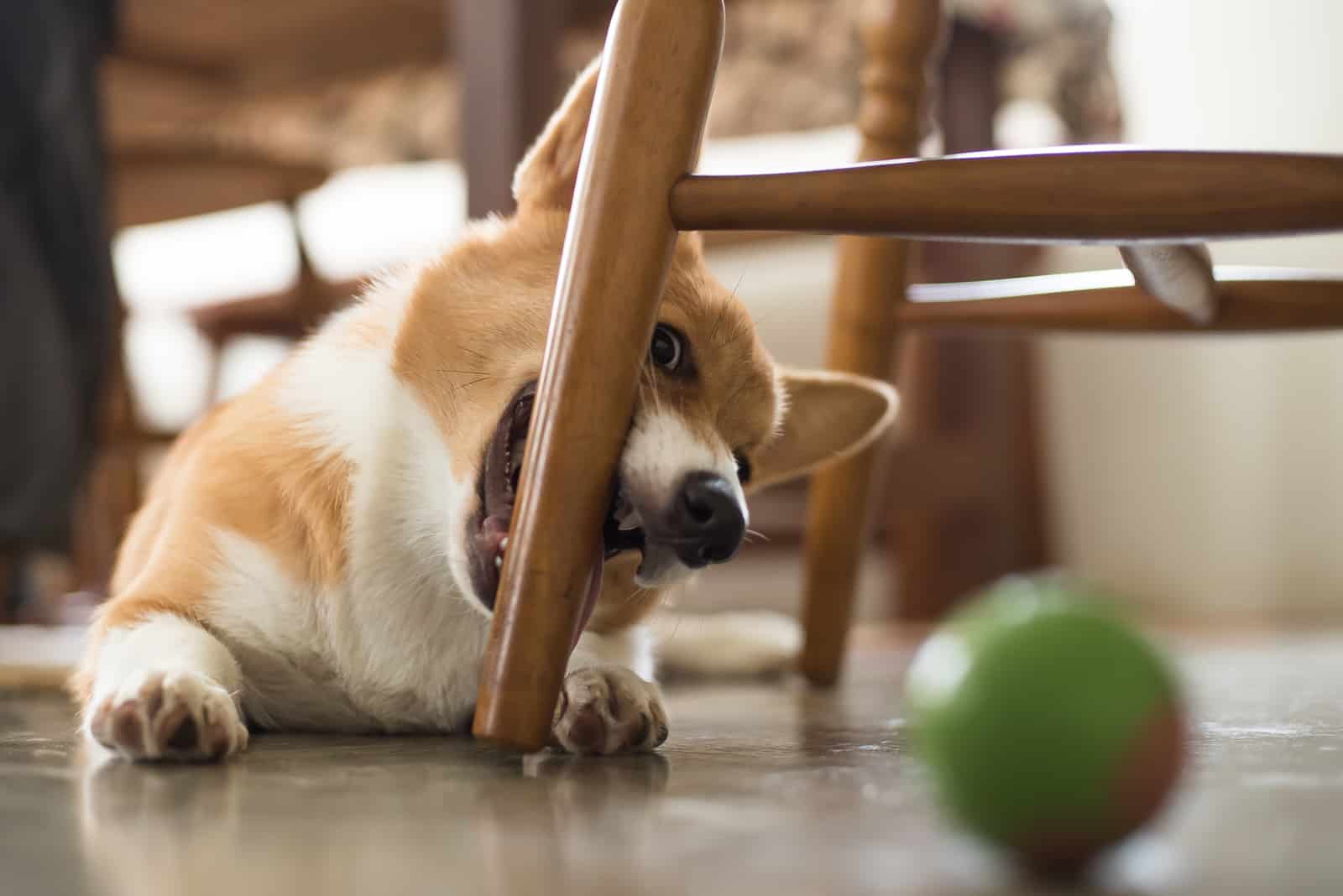 corgi cachorro juguetón