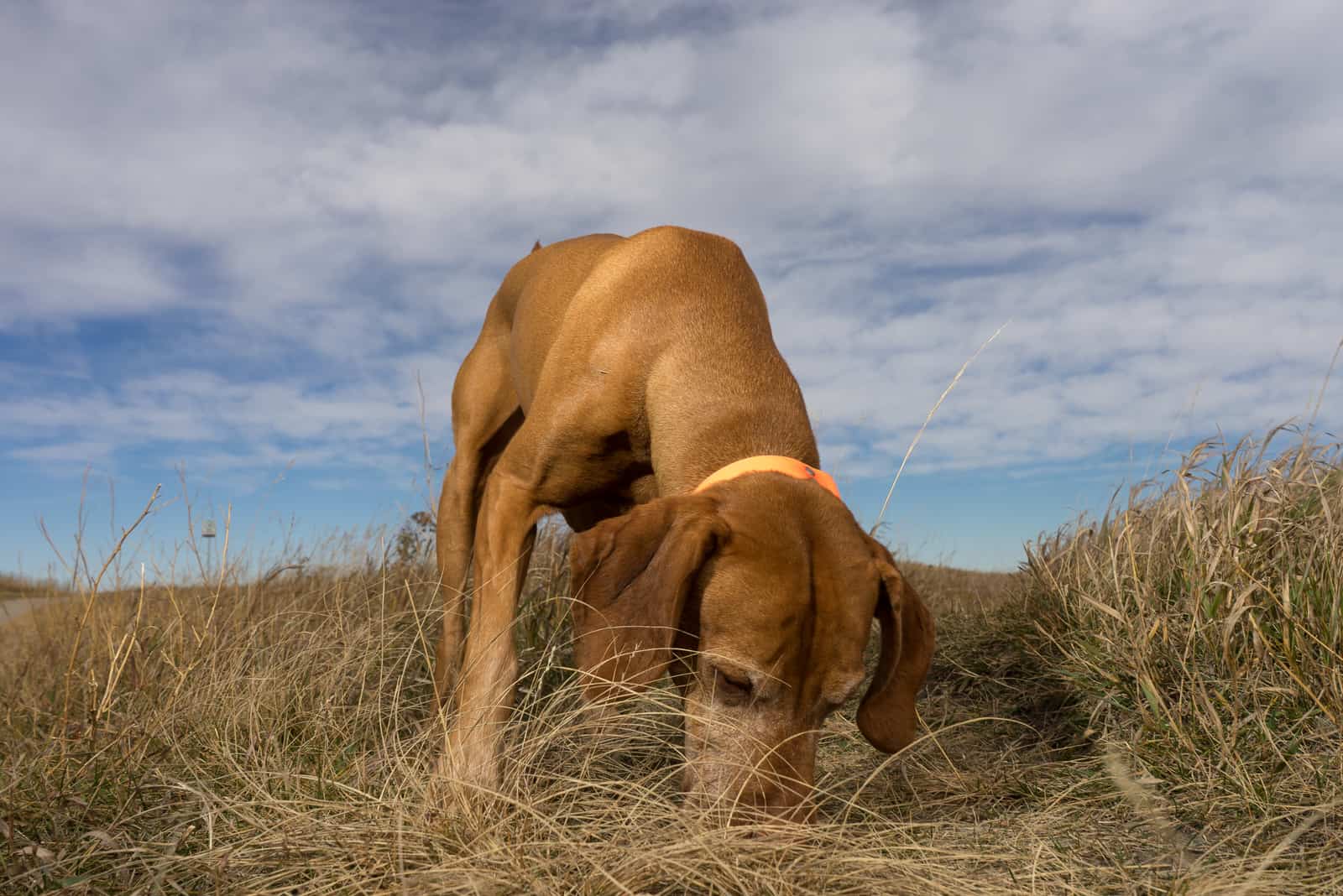 Perro pointer frotando la cara en el suelo