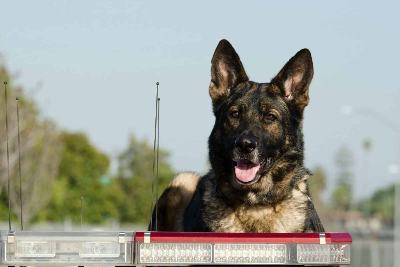 perro policía sentado sobre un coche patrulla durante su turno