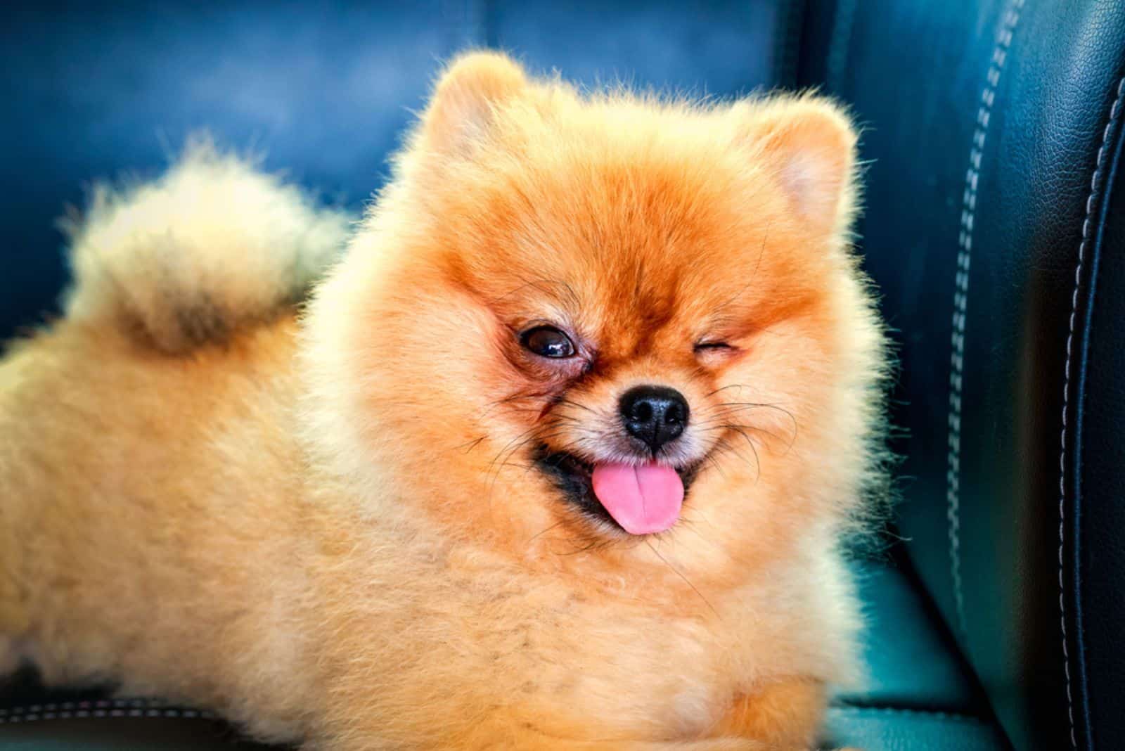 Perro pomerania tumbado en un sofá de cuero guiñando un ojo