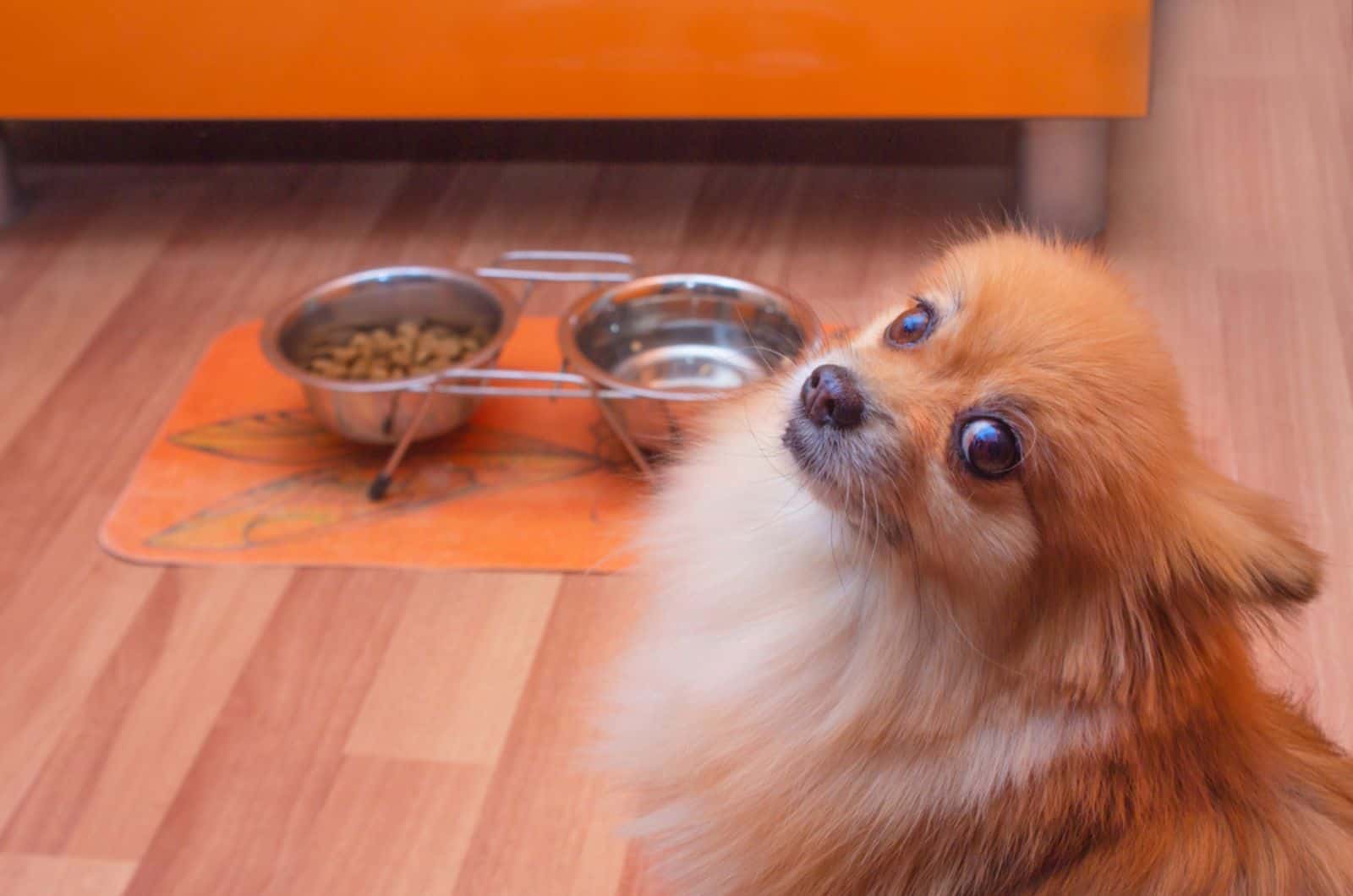 perro pomerania con cara triste se niega a comer