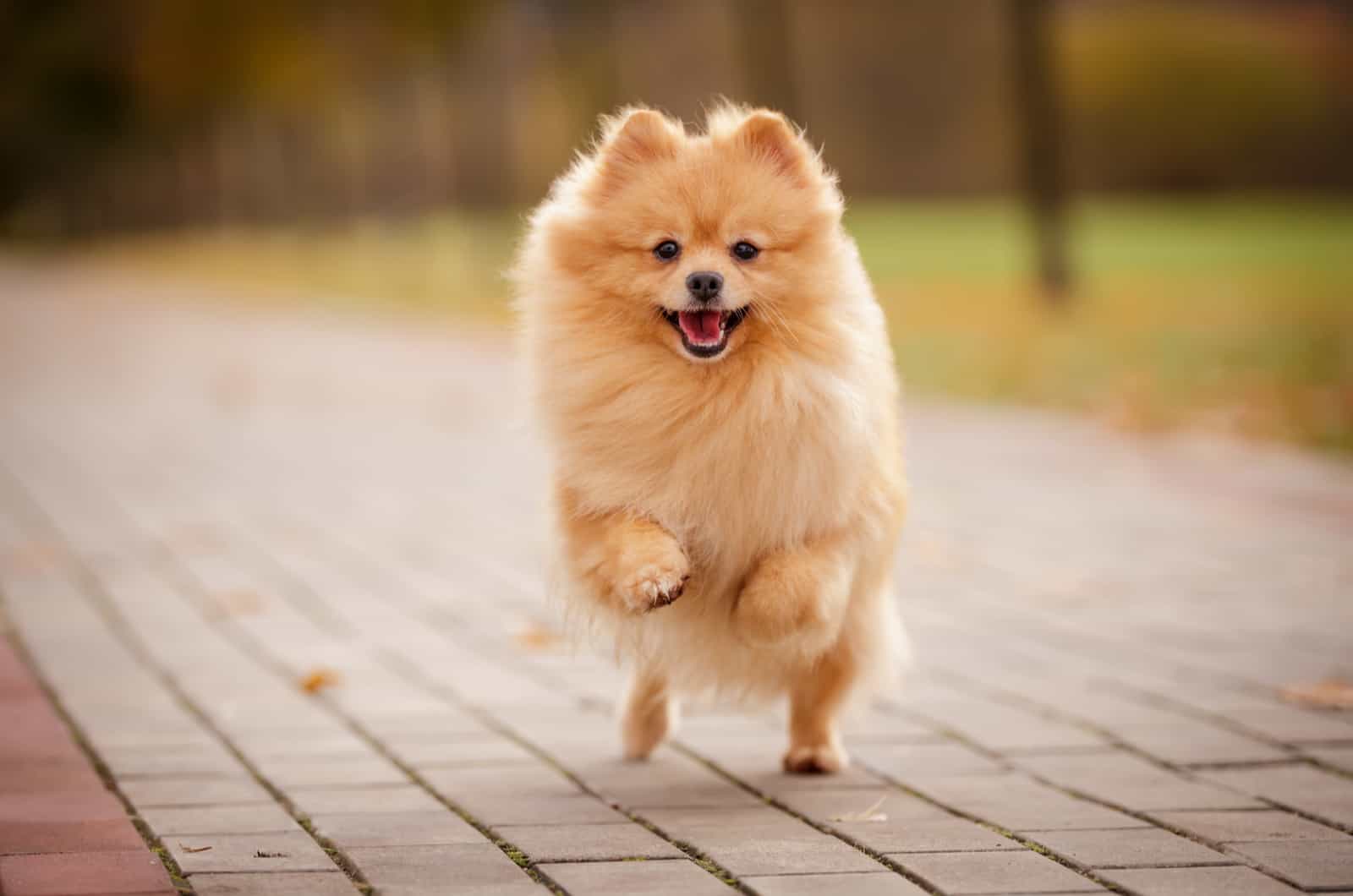 Pomerania saltando