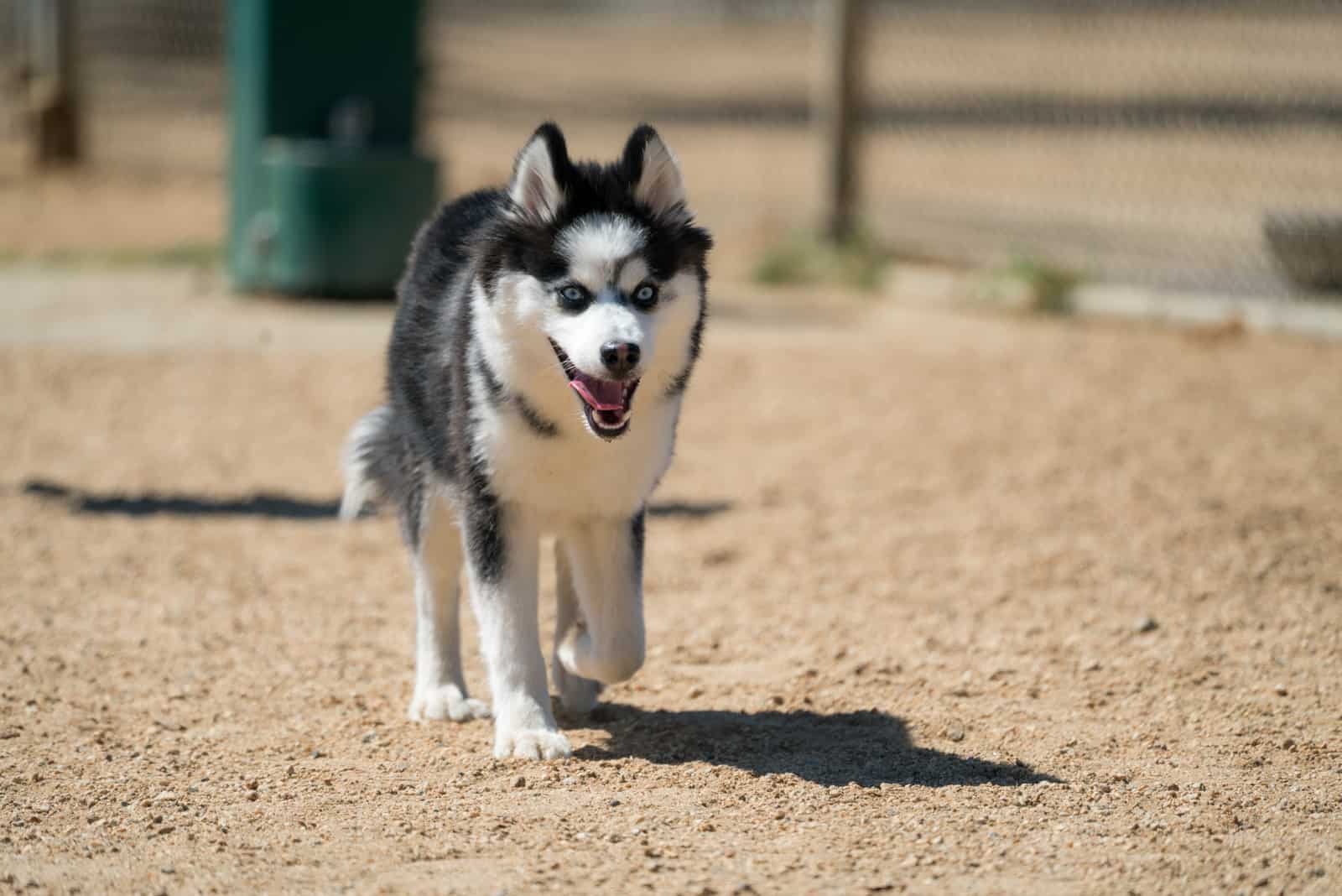 perro pomsky corriendo con la lengua afuera