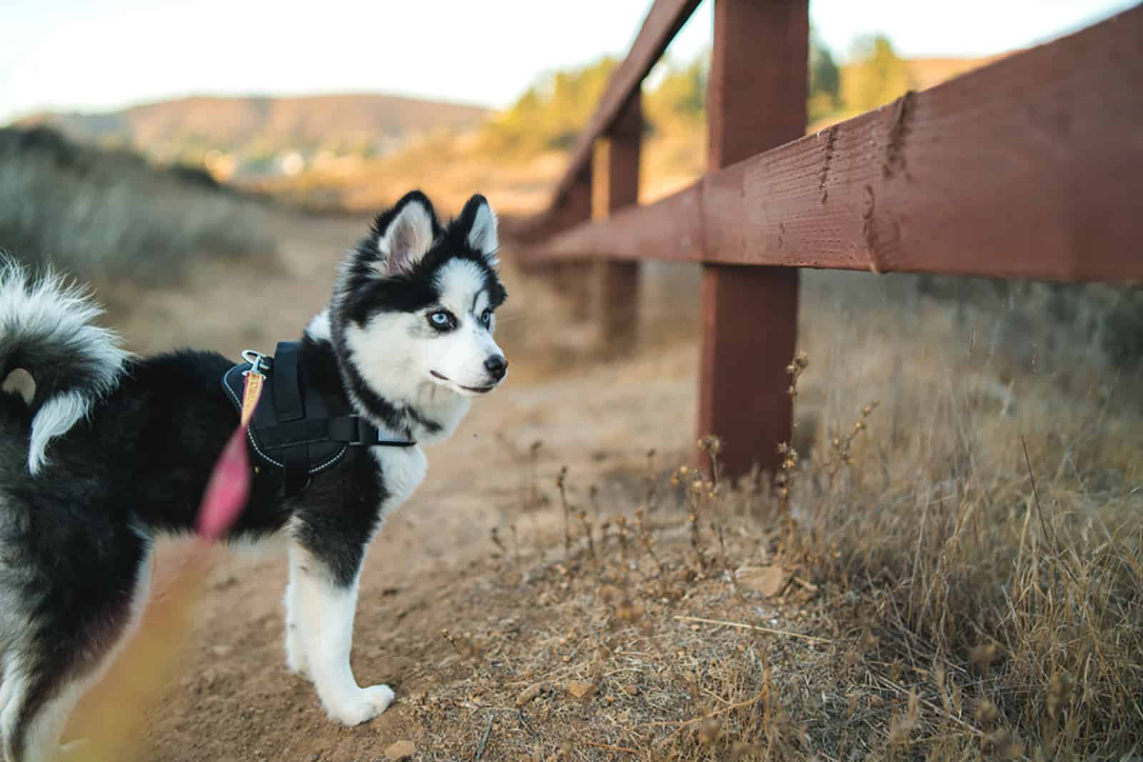 perro pomsky de pie cerca de la cerca en el campo
