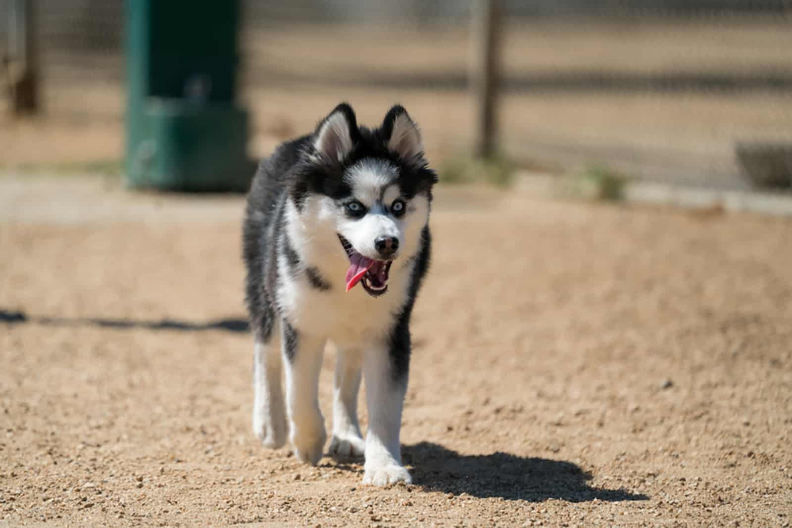 perro pomsky caminando al aire libre